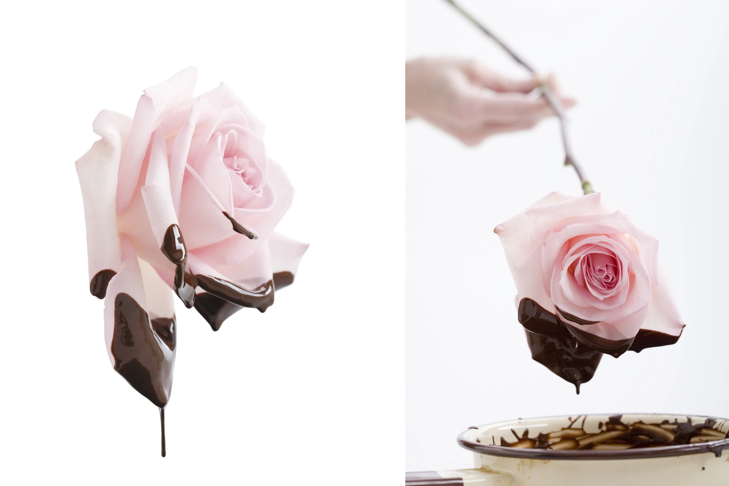 rose dipped.jpg