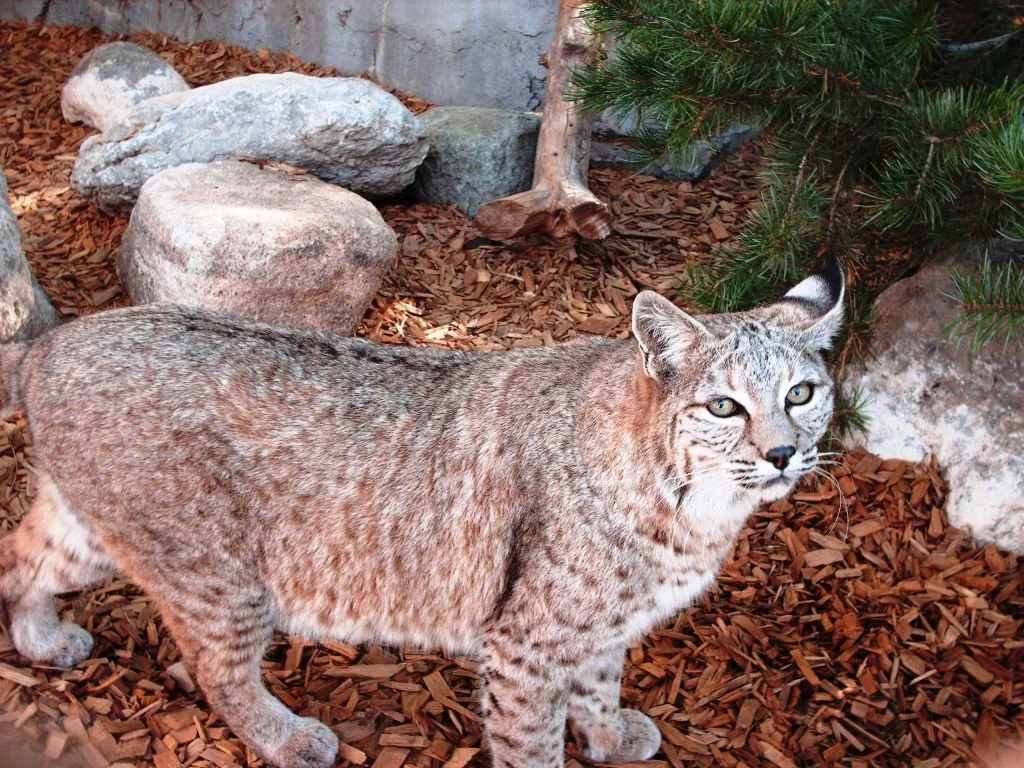 Alameda Park Zoo Located on 10th Street and White Sands Blvd. is the Alameda Park Zoo . Take a leisurely stroll through the park and enjoy the animals at the oldest zoo in New Mexico. Alamedo Park Zoo participates in the Species Survival Plan for the Mexican gray wolf.