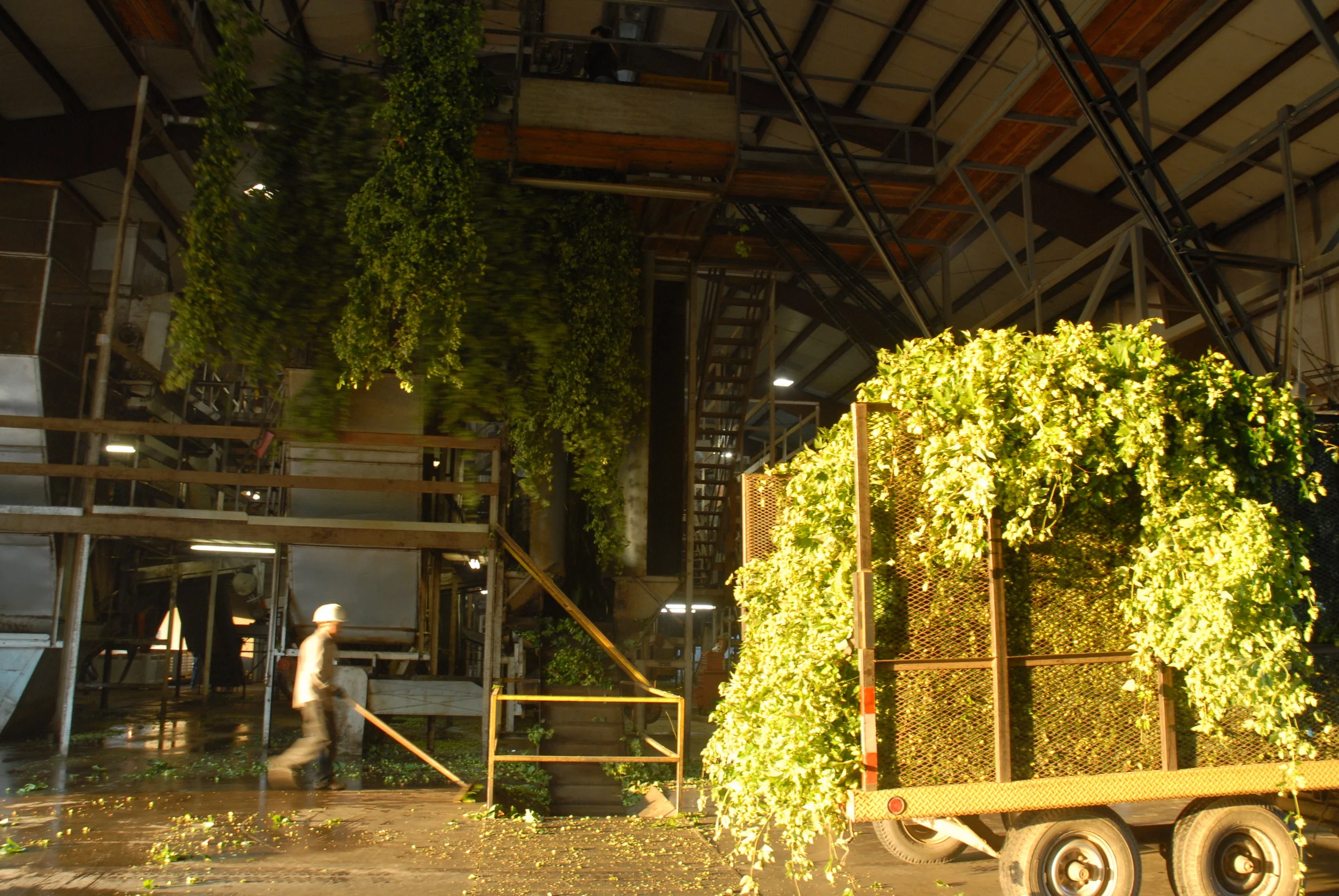 freshhops006.JPG