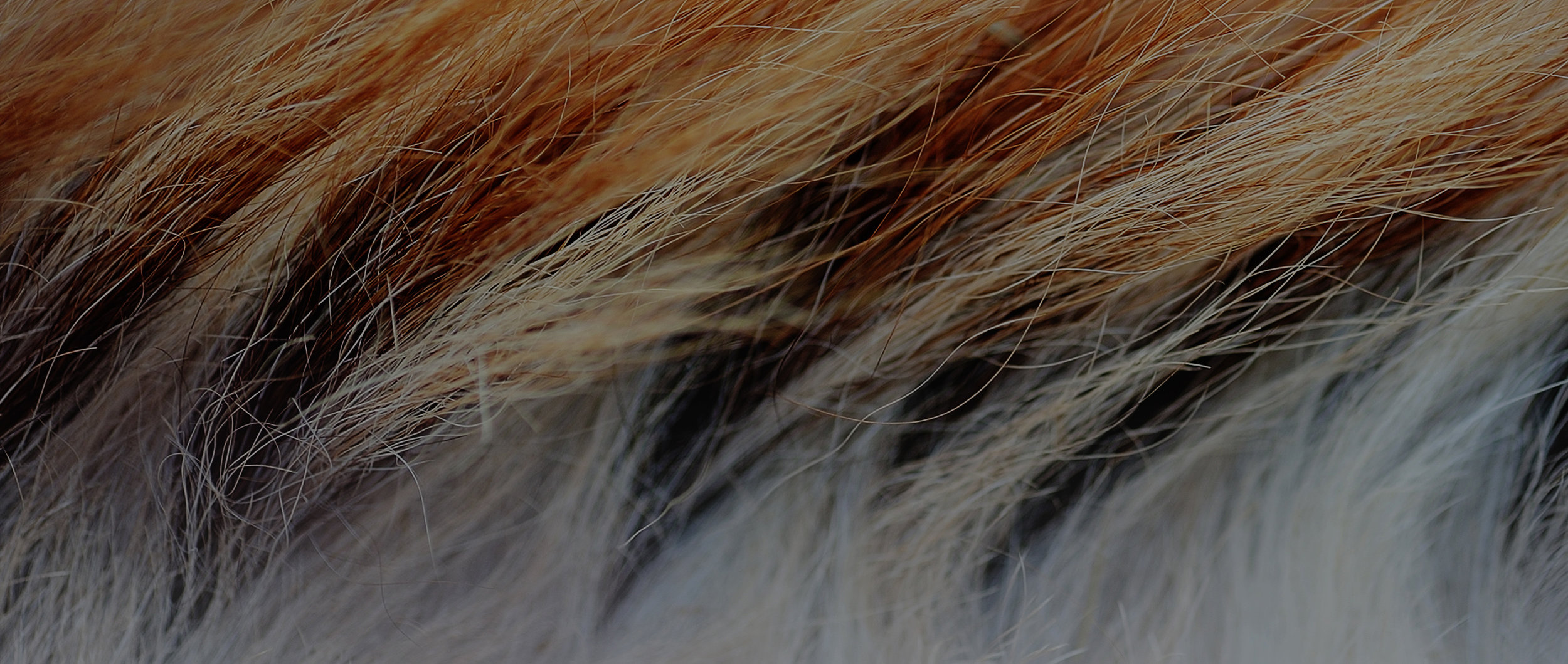 shutterstock_548737345_web_crop_darkened copy.jpg
