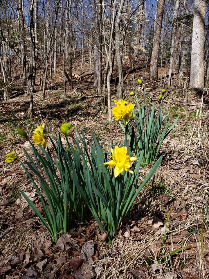 TRLT_Daffodils_MW.jpg