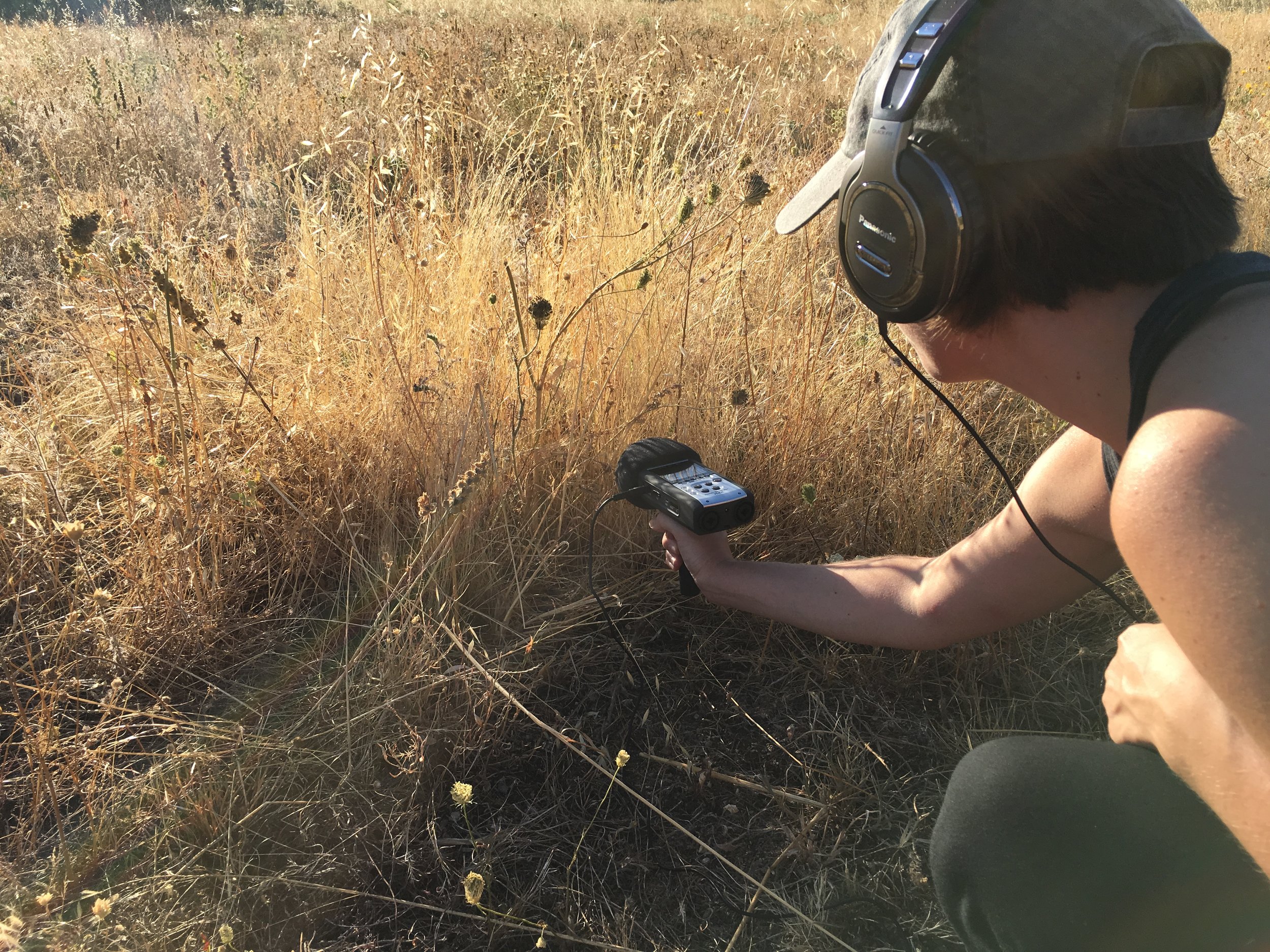  getting all that cricket-fly-bee-bug crisp summer goodness 