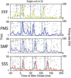 Firing response of a single unit in S1 to different tactile stimuli during active whisking