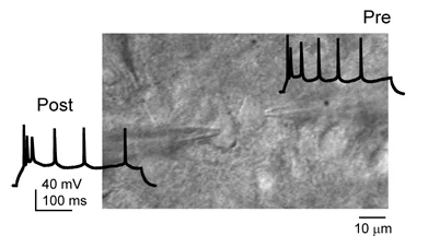 Paired recording of connected pyramidal neurons in L2/3