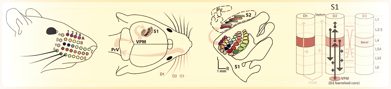 Sensory information arriving at the whisker follicles is projected into an orderly map in S1, where neural projections extend within and across cortical columns.