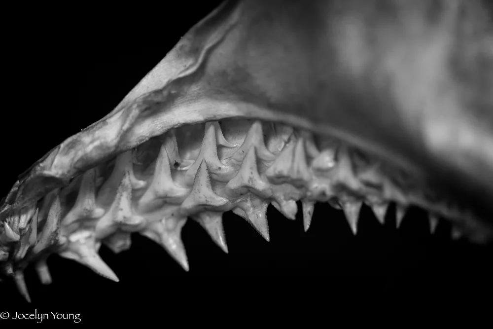 skull-20.jpg
