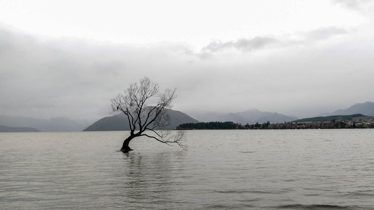 Not pictured: 20 other people taking photos of #ThatWanakaTree, classic.