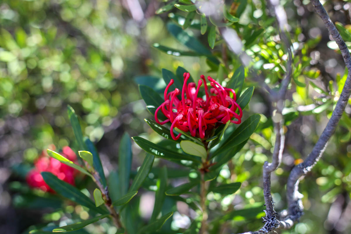 The famed Tassie Waratah.