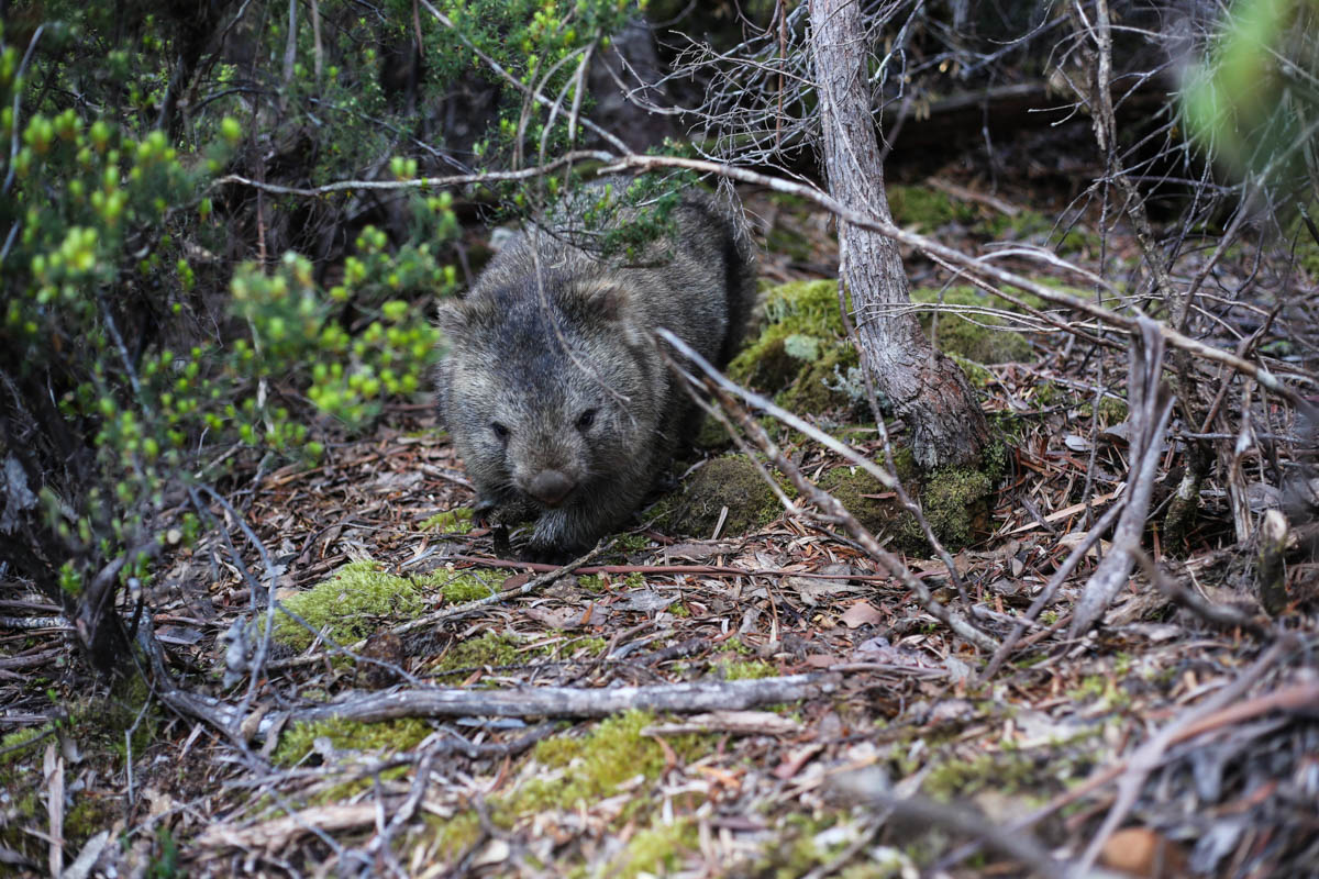 Our first wombat encounter. We narrowly escaped with our lives.