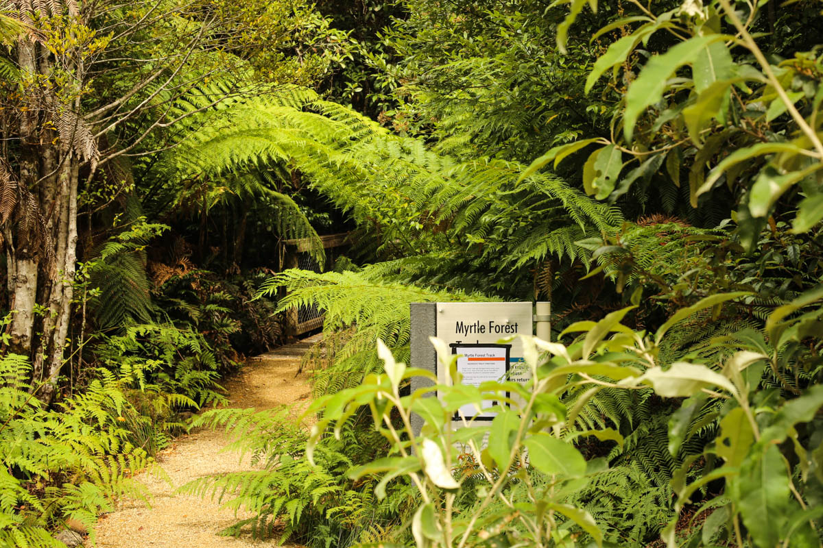 You’d never know Tassie was in a drought on this hike.