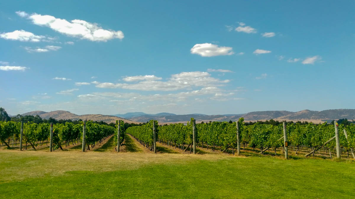 Tassie wants some of that Marlborough action.