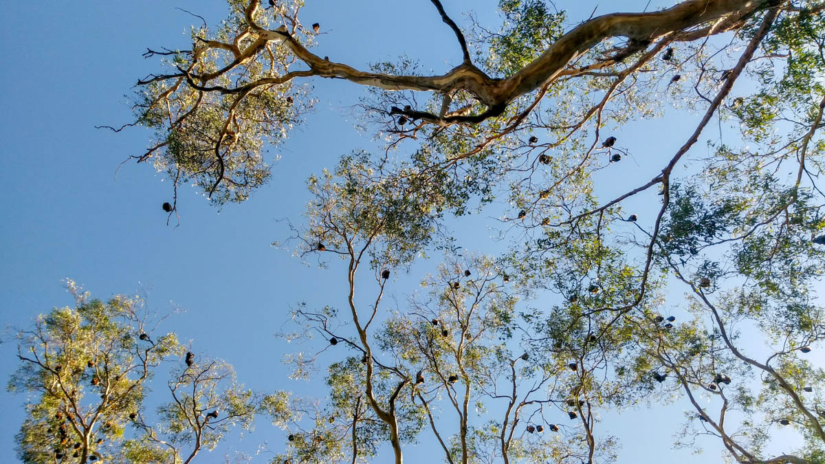and megabats…
