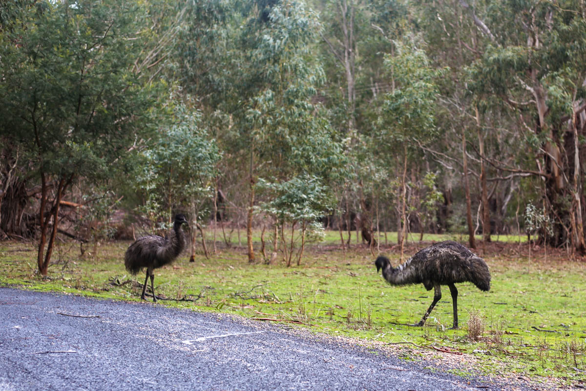 My first wild emu sighting!