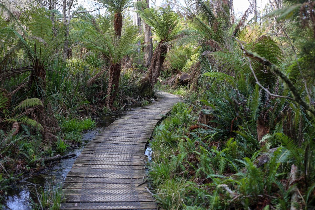 Lush Aussie bush is pretty damned Jurassic.