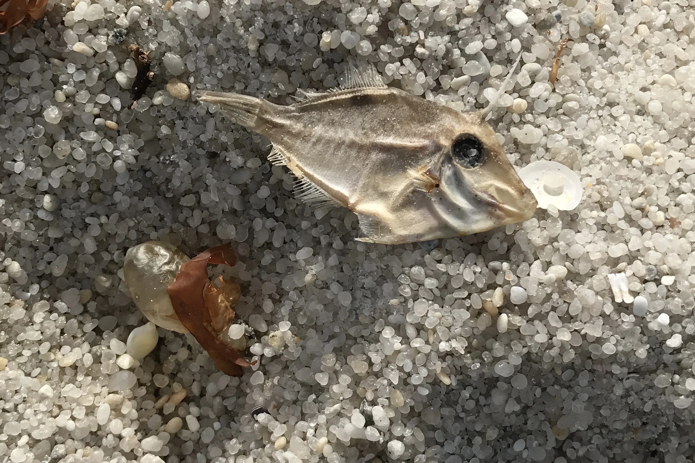 Found lots of these fish fossils washed up along the beach.