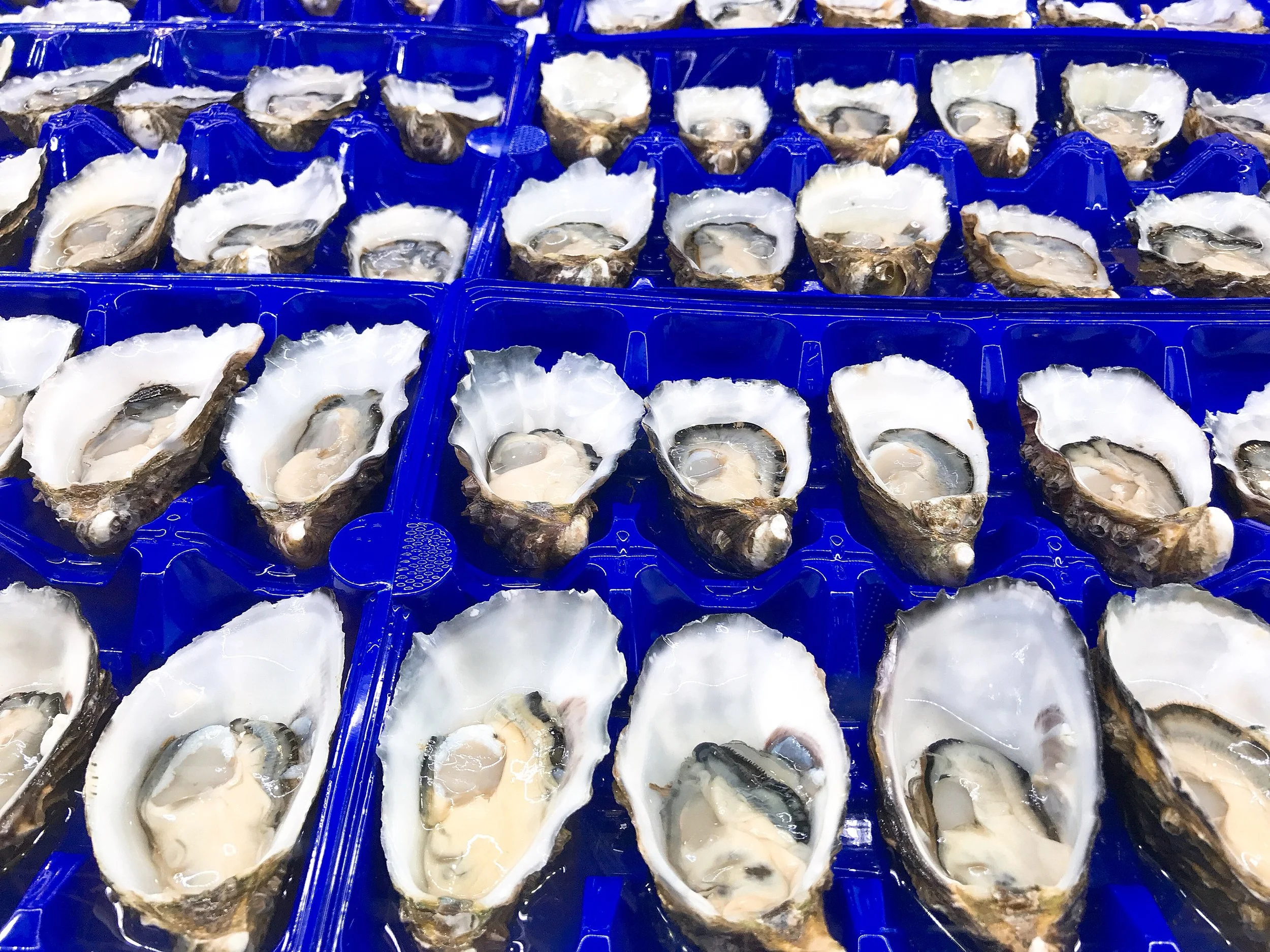 A never ending supply of oysters