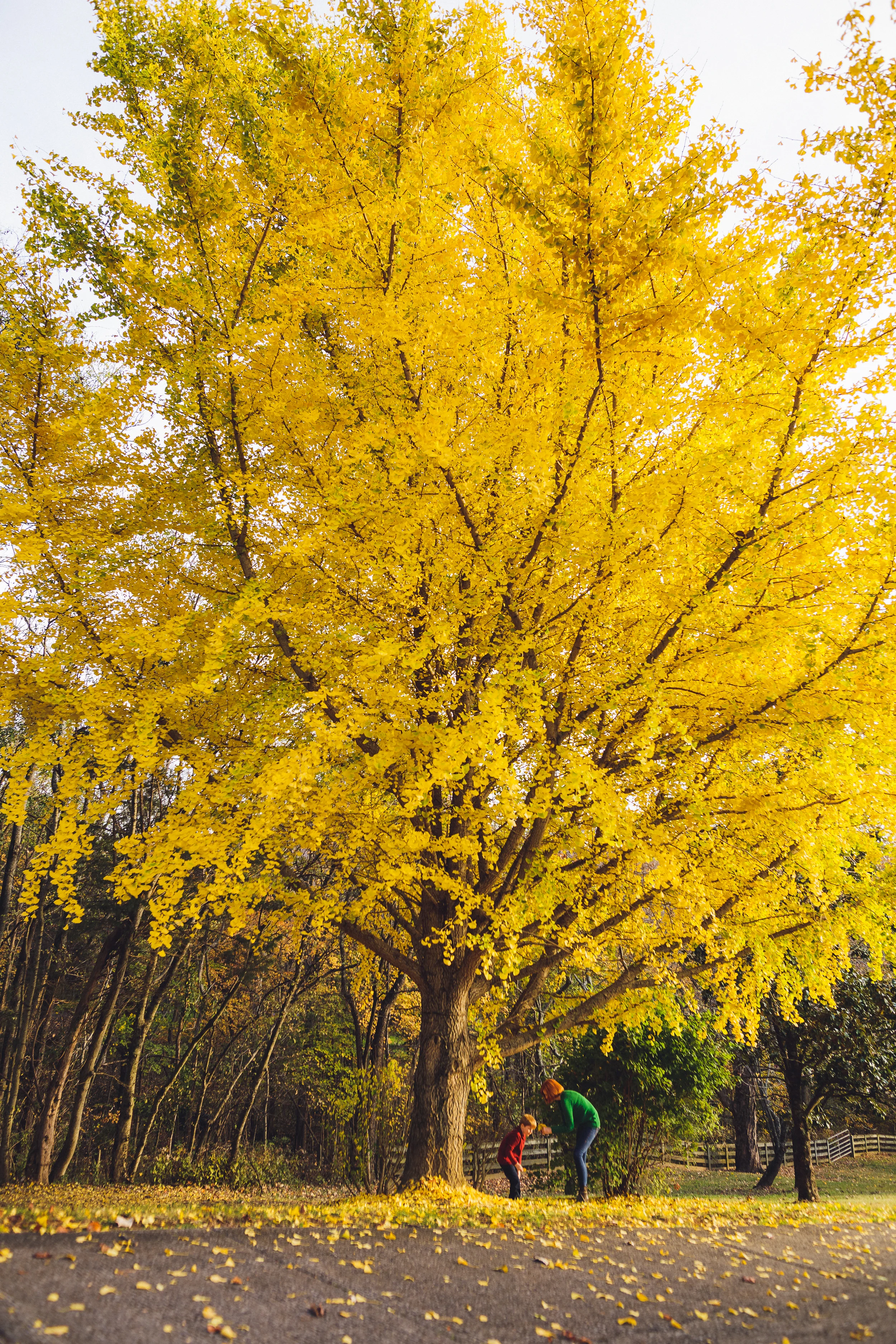 thomas wywrot photography nashville family photographer fall outdoor leaves pictures photos dog mother son mom franklin brentwood smiles barn dog puppy pet