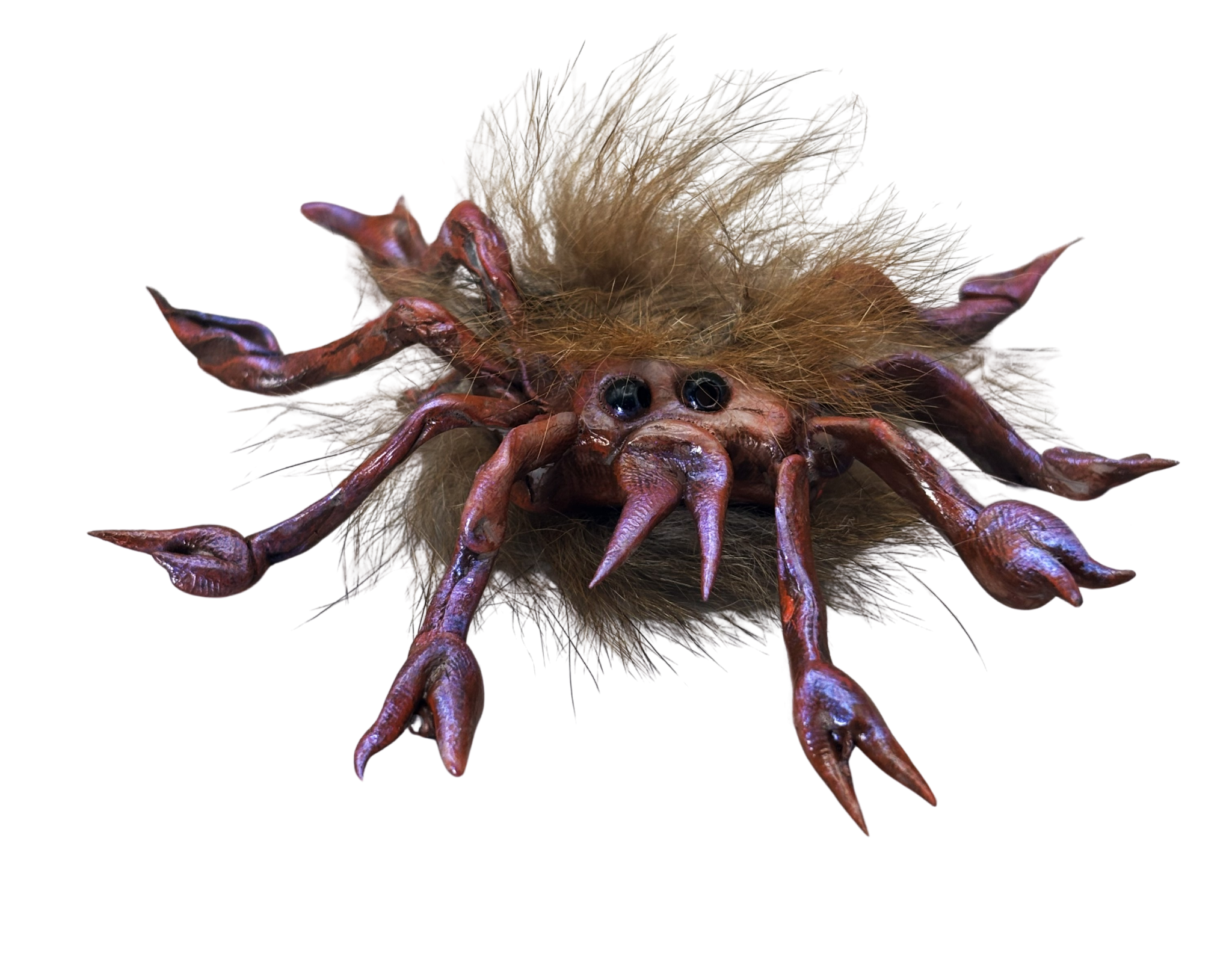A close-up of a spider with a furry body and multiple long, thin legs.