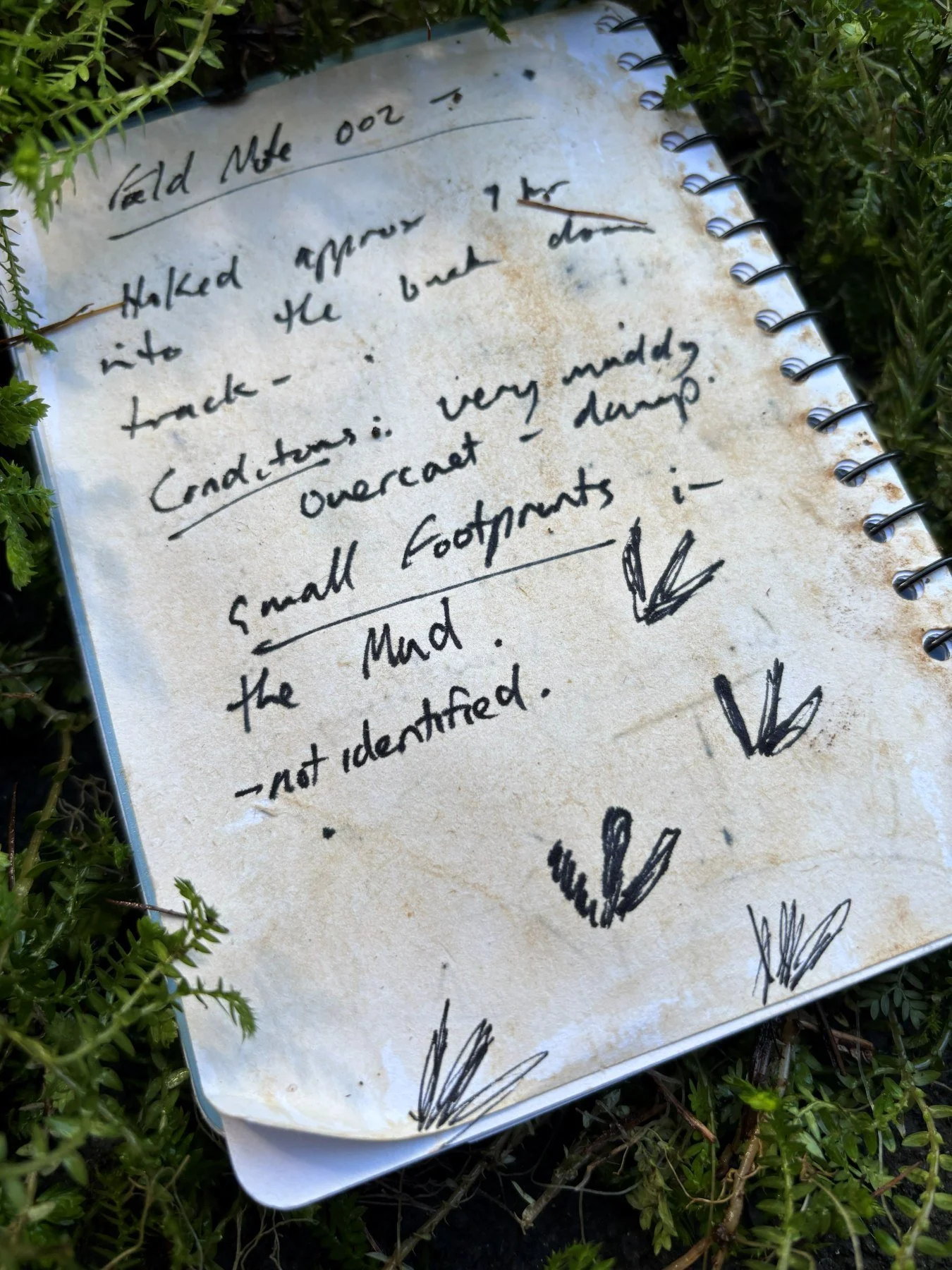 Handwritten journal page titled 'Field Notes 2020' with notes about walking through muddy track with small footprints, drawn with ink. The journal is placed outdoors on grass and surrounded by greenery.