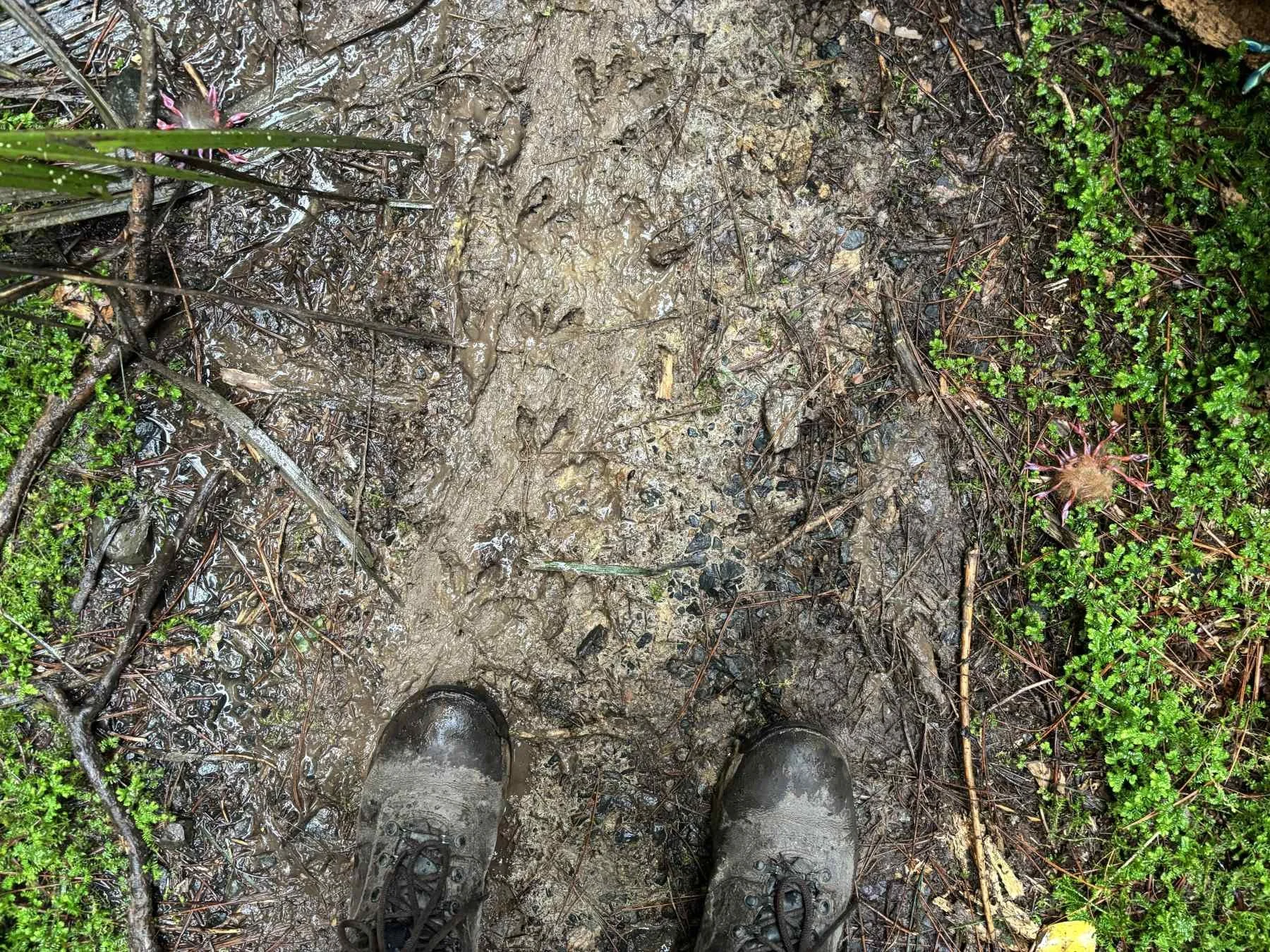 A pair of muddy hiking boots on a muddy trail with wet soil, small rocks, twigs, and green foliage on either side.