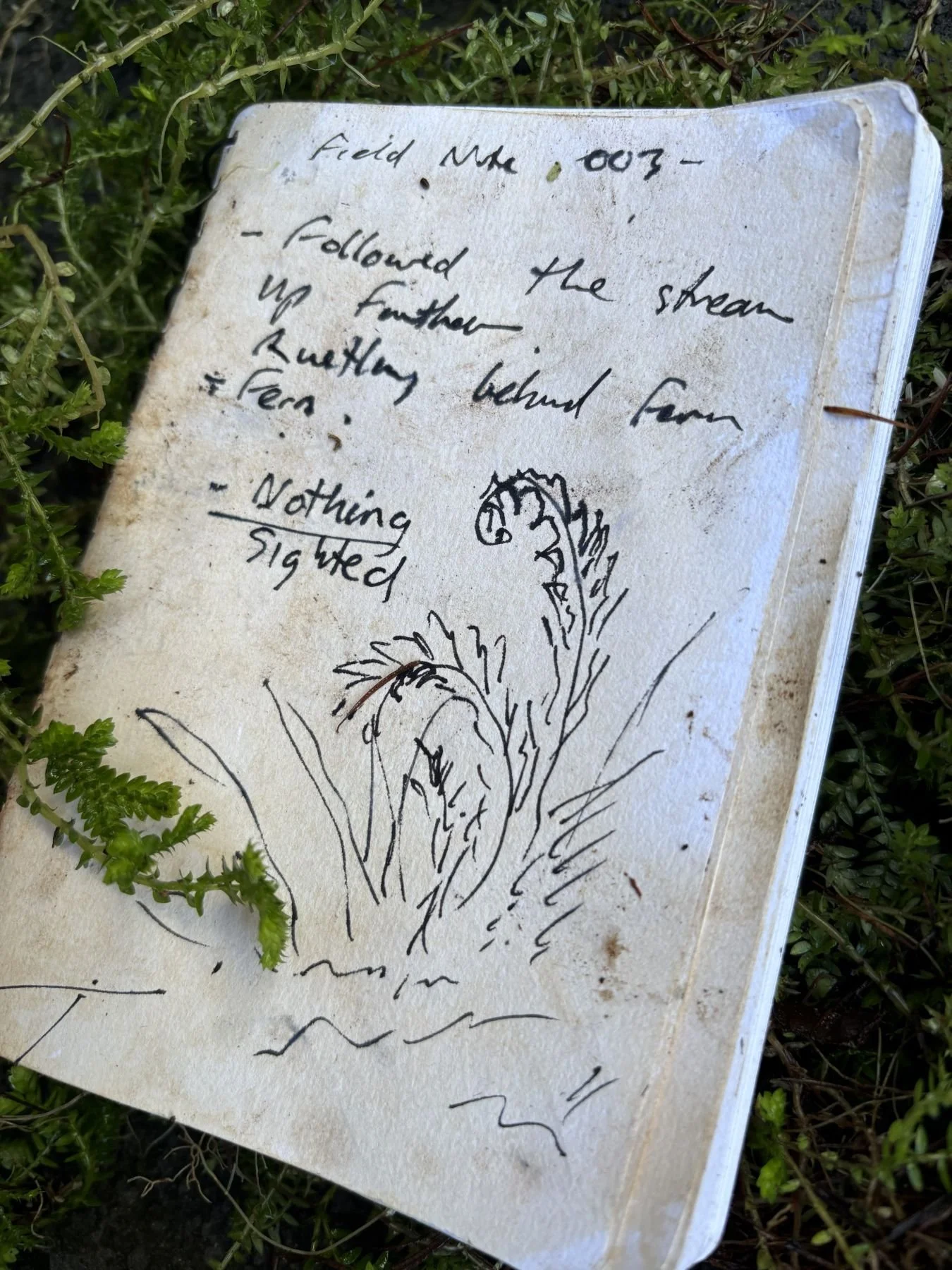 Handwritten notes on a piece of paper with a sketch of a plant, surrounded by green foliage.