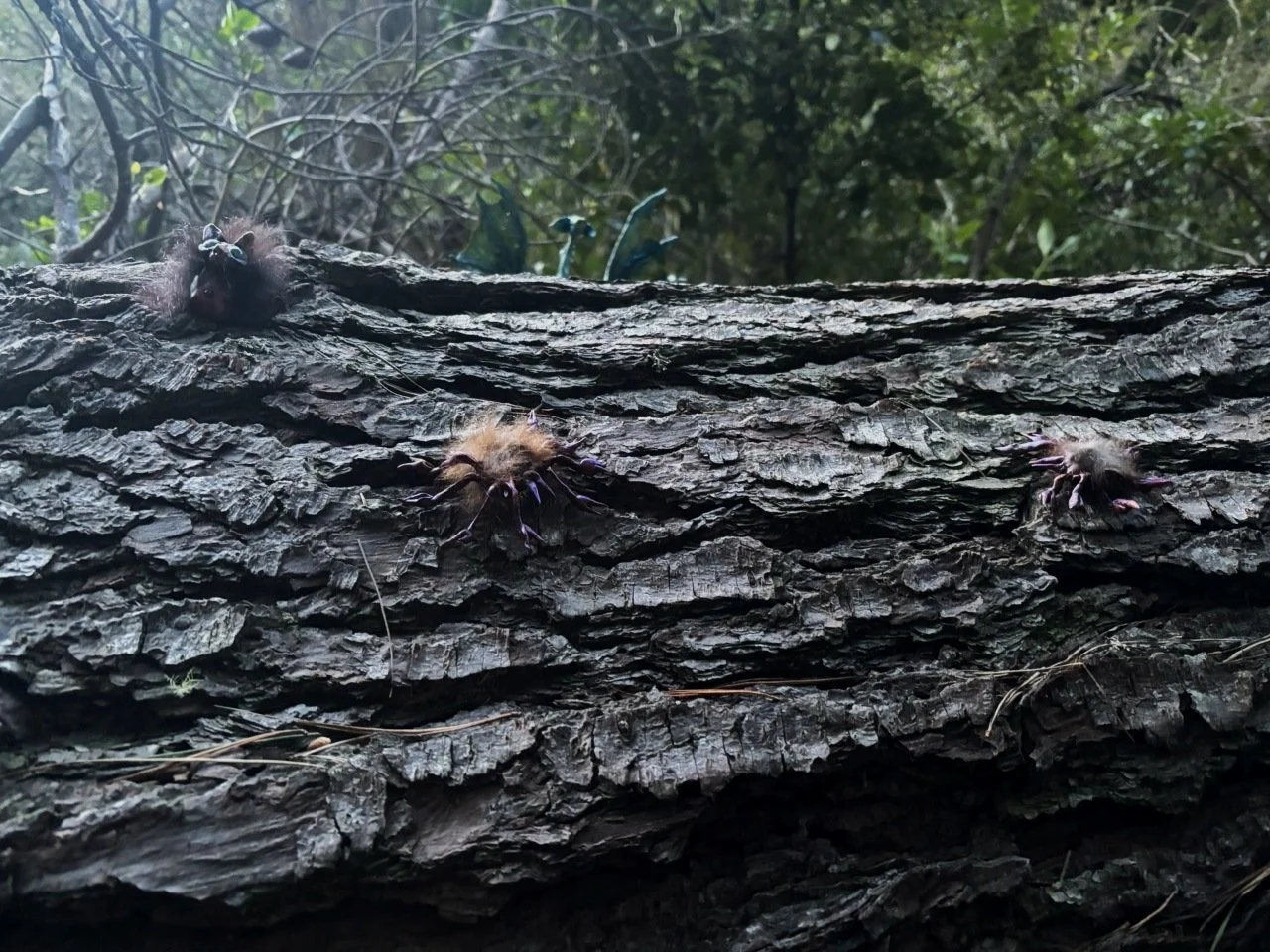 Close-up of a fallen tree trunk in a forest with two fuzzy, small crustacean-like creatures with multiple legs and antennae on the bark.