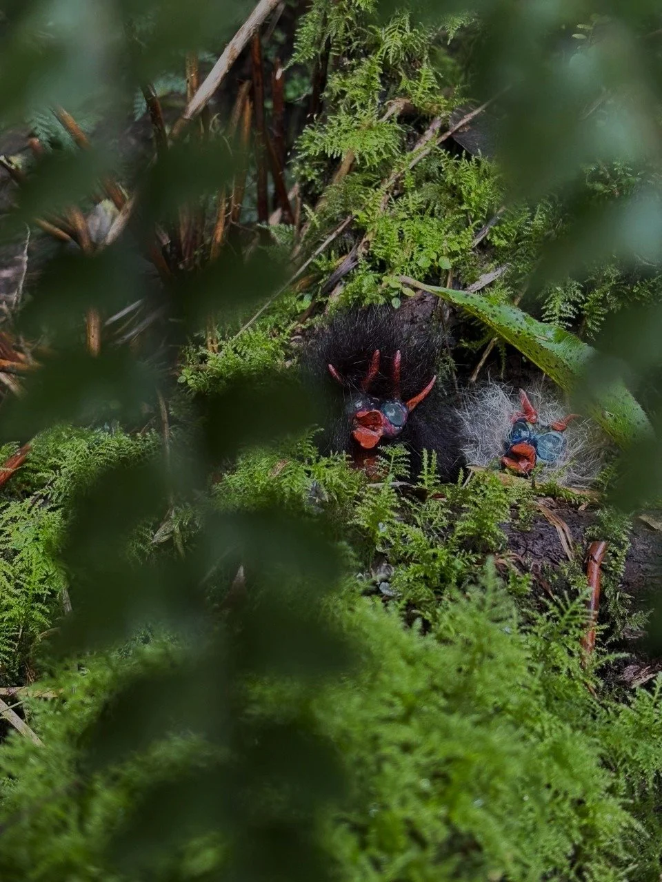 A bird's nest with two hatchlings surrounded by lush green foliage and moss in a forested area.