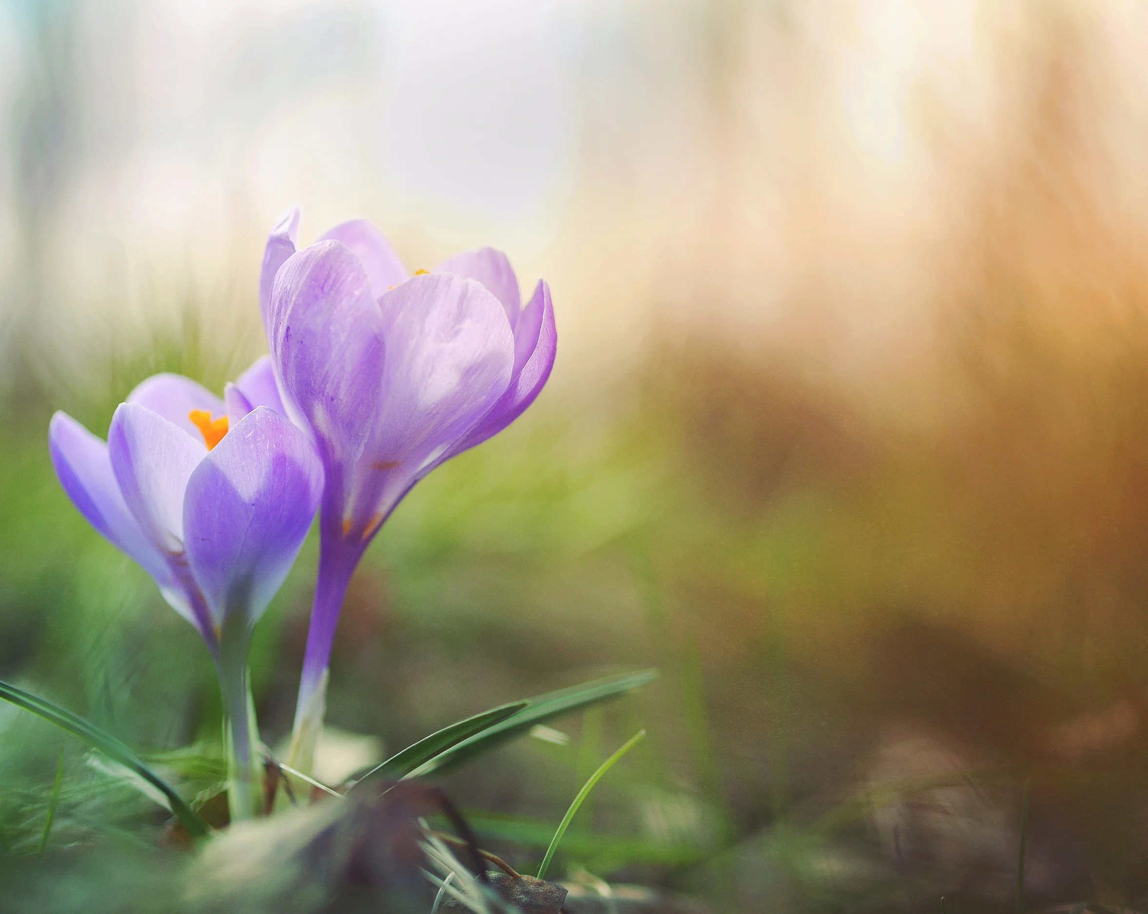 flower-2.jpg
