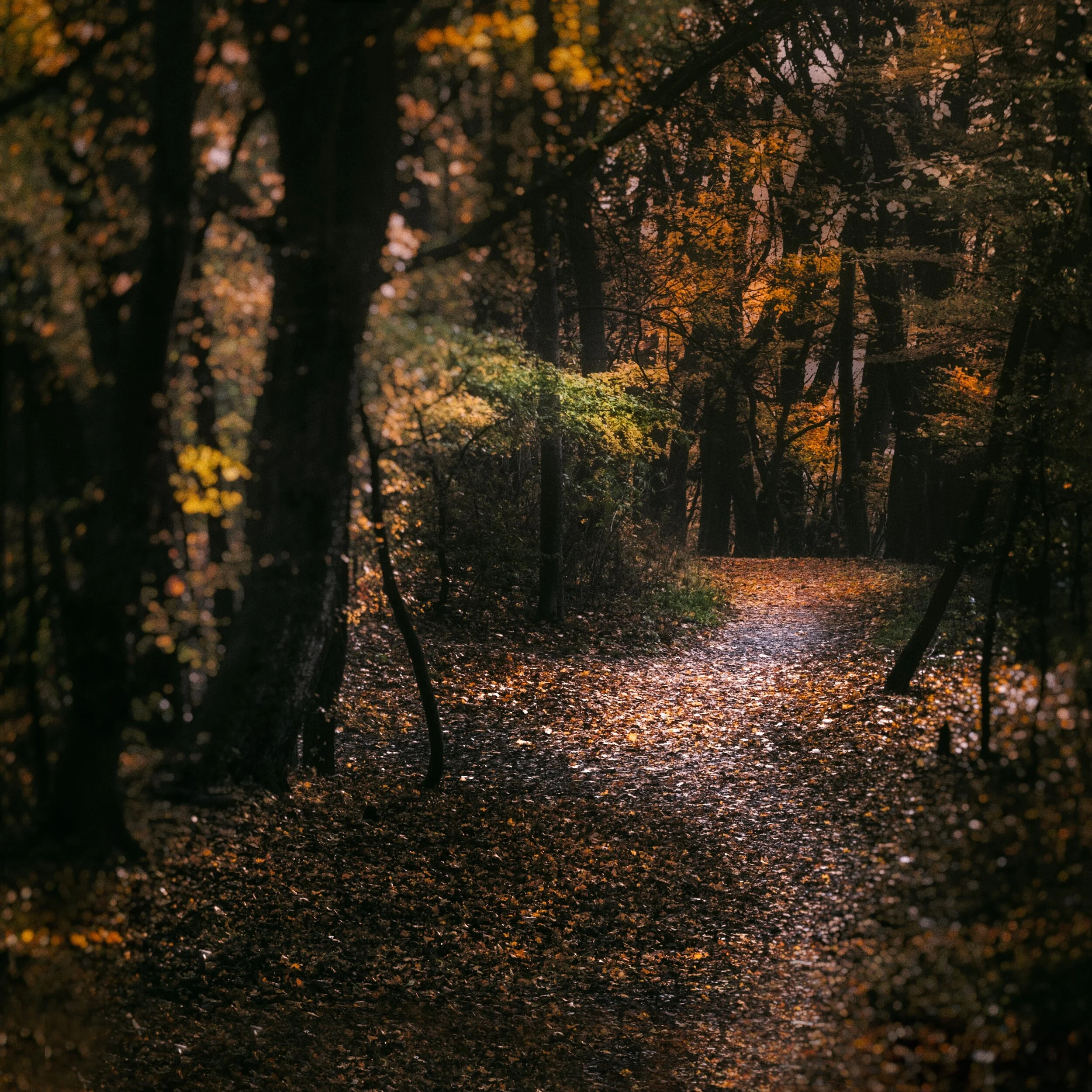 simon-matzinger-B0rR64_LLX8-unsplash.jpg