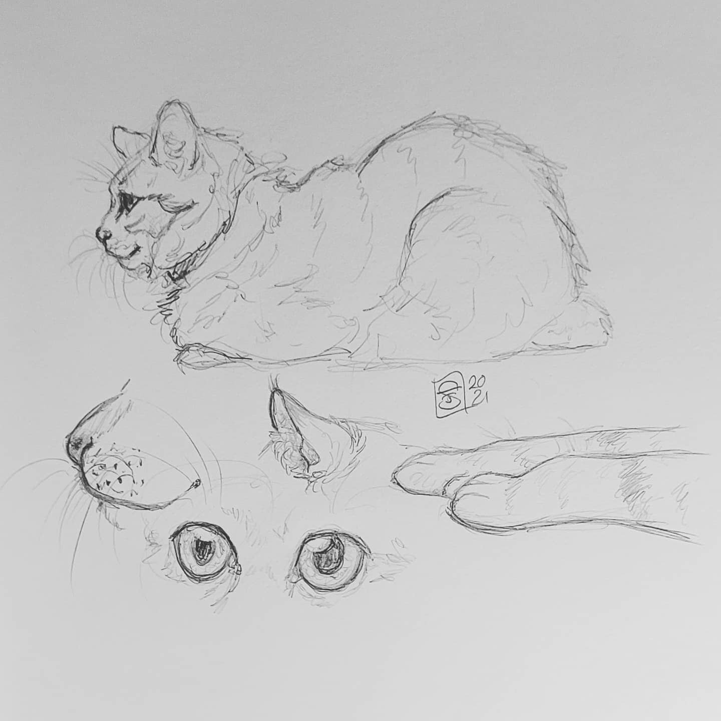 Today's a relaxation day but I felt compelled to sketch my sweet kitty @kirabuncat this morning.
It's been a while since I sketched from life!
I miss going to the aquarium and the zoo with a pencil and sketchbook...
.
.
.
.
.
.
.
#ejscreations #ejscr