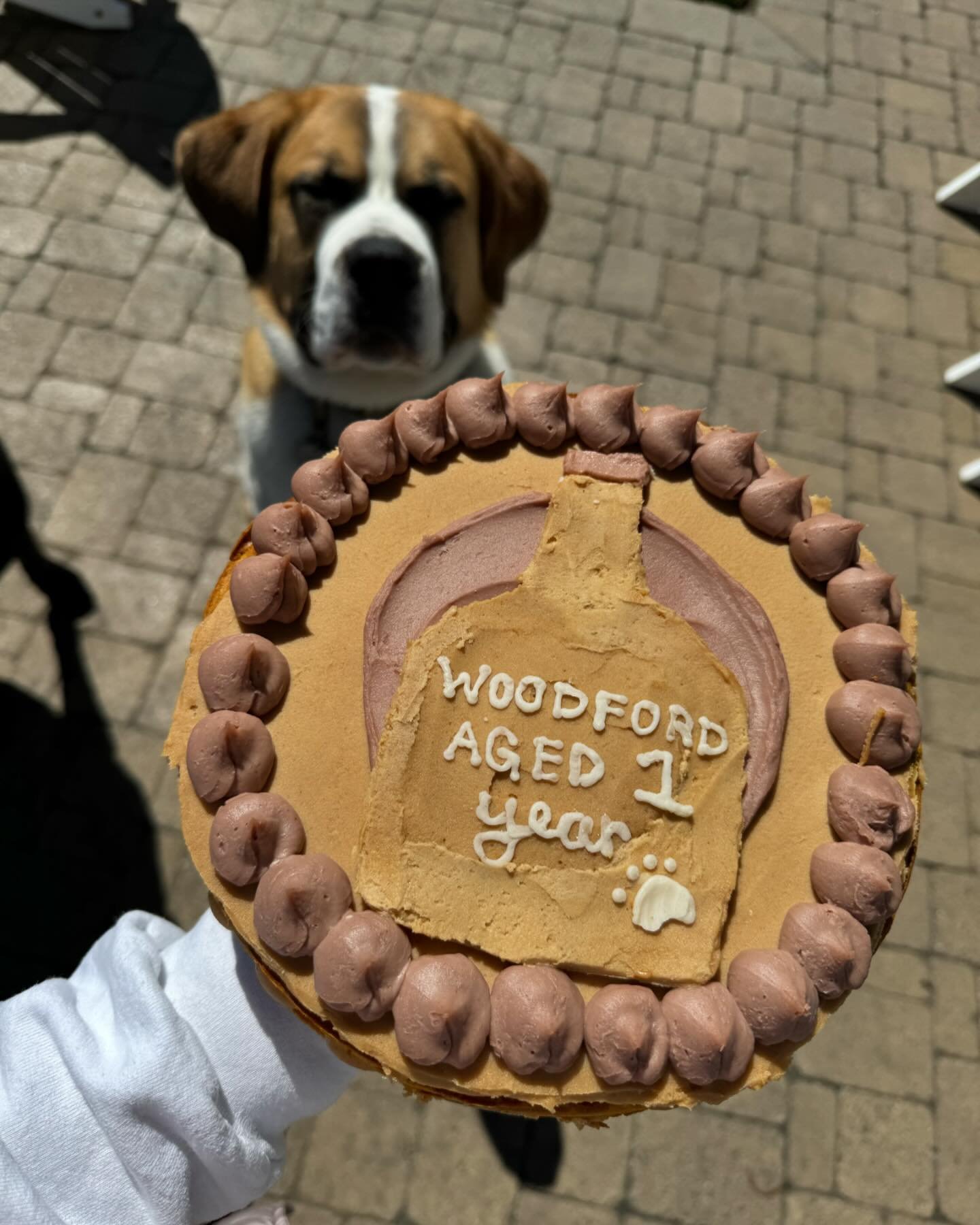 The Cheesecake Dog II celebrated his first birthday this past weekend🐶❤️ he of course was spoiled with a puppy cake! Available for pre order for your pups special celebrations✨ swipe to the last pic to see baby woody (100 pounds ago)  #saintbernards