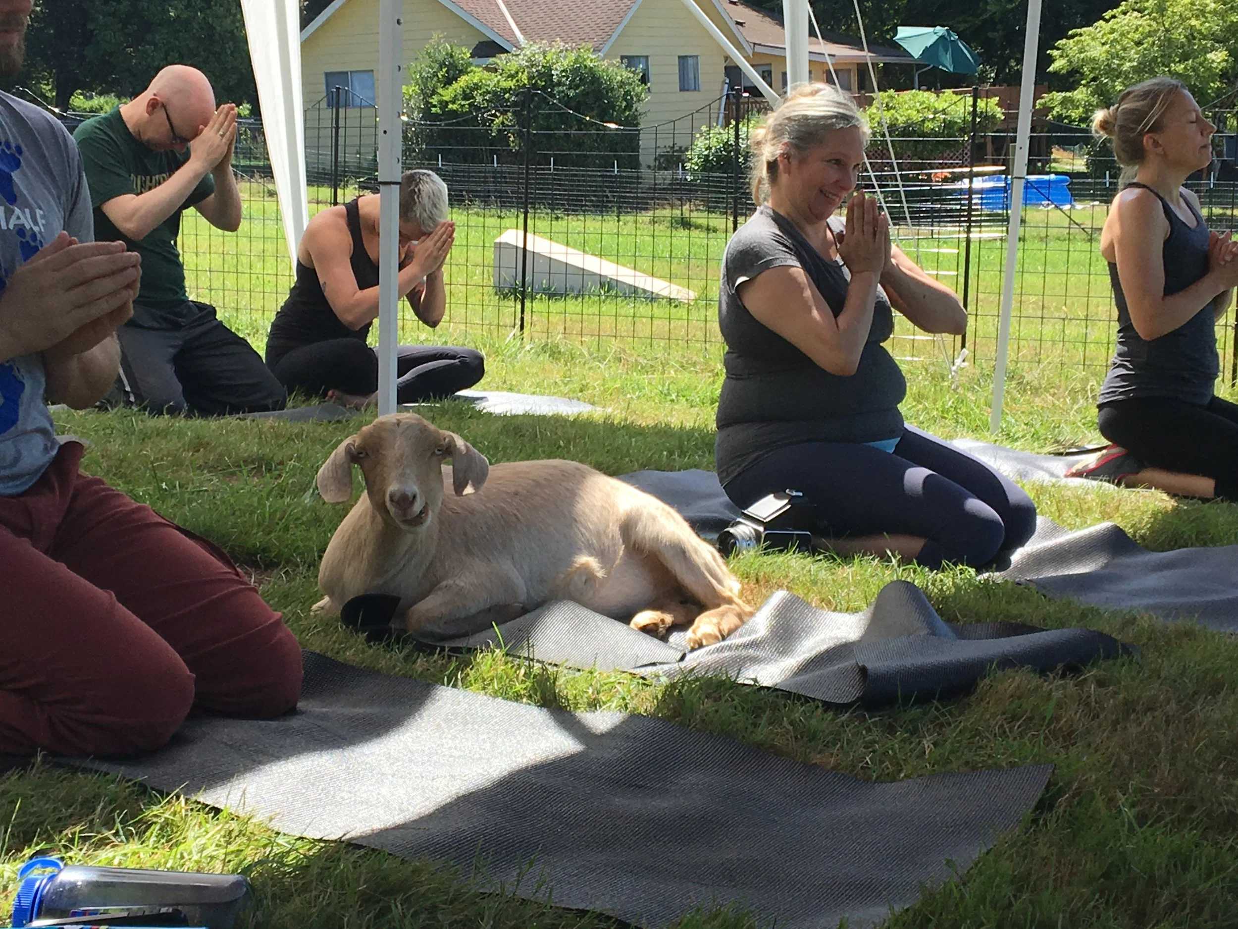 Goat Yoga Seattle 