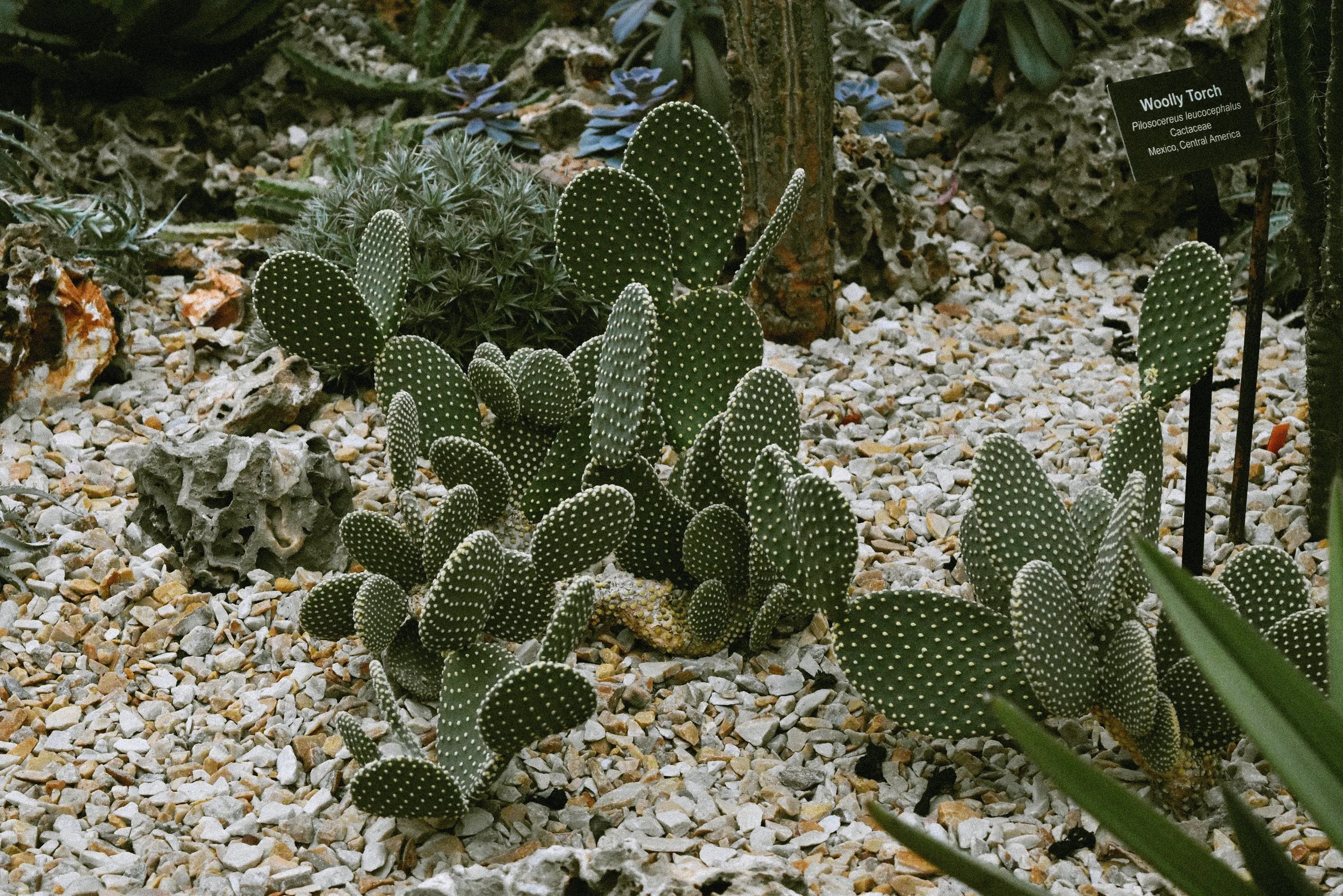 DSC_0133.jpg