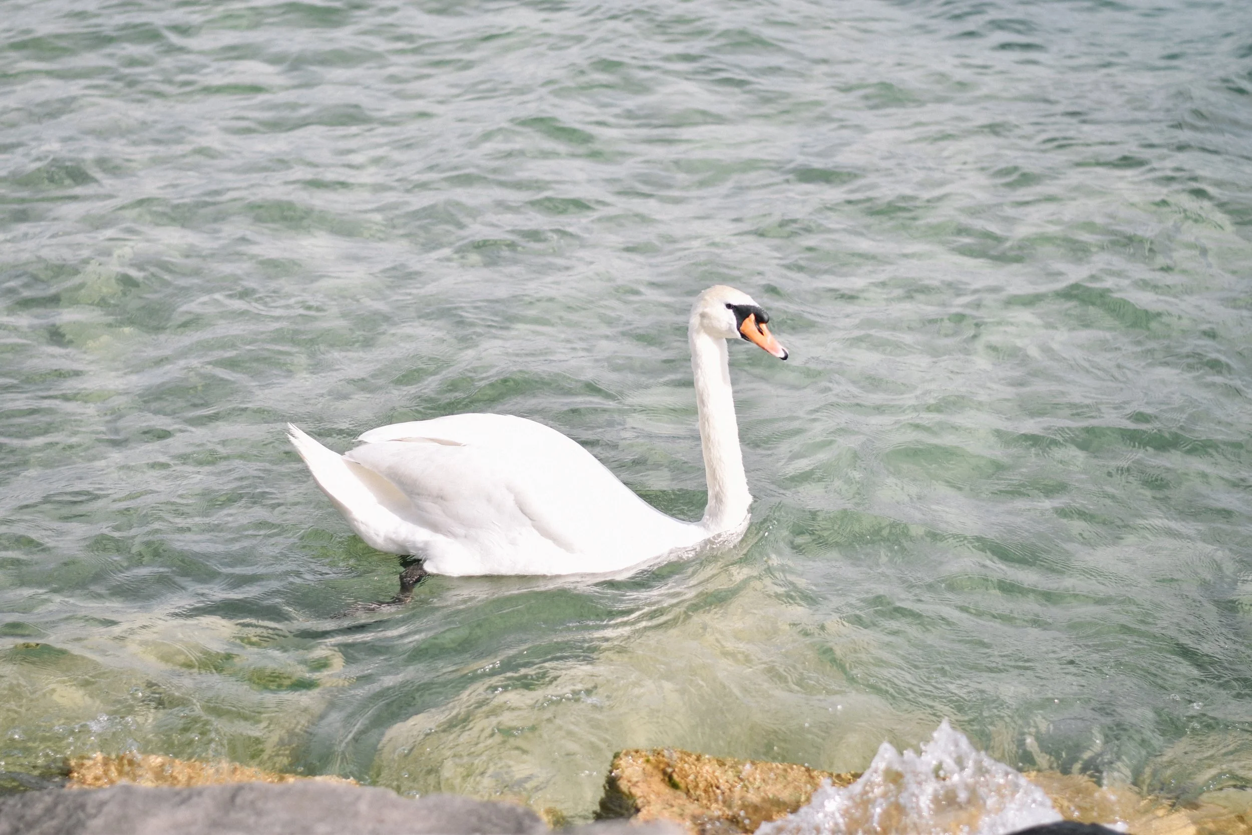 DSC_0729.jpg