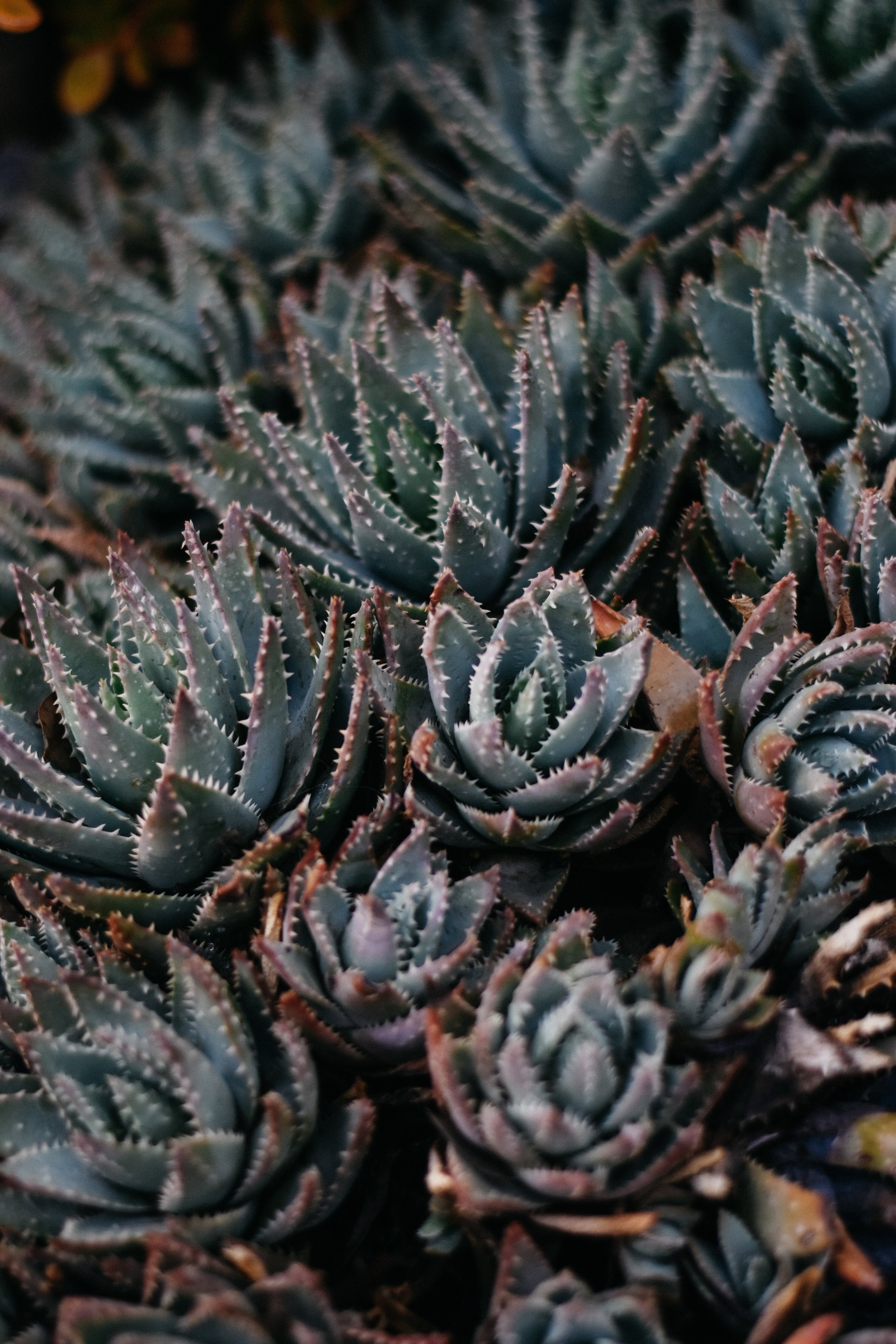 DSC_0153.jpg