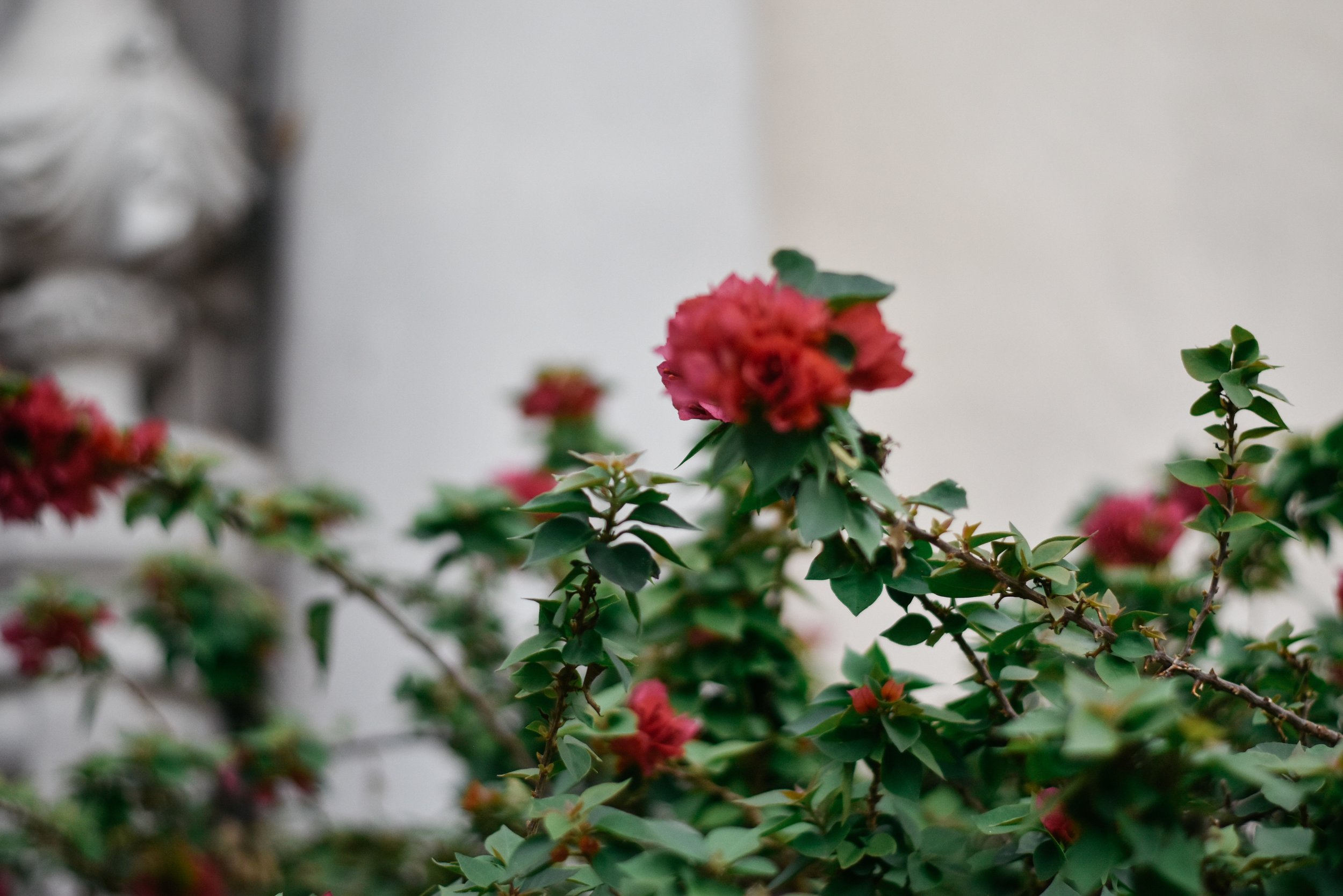 DSC_0172.jpg
