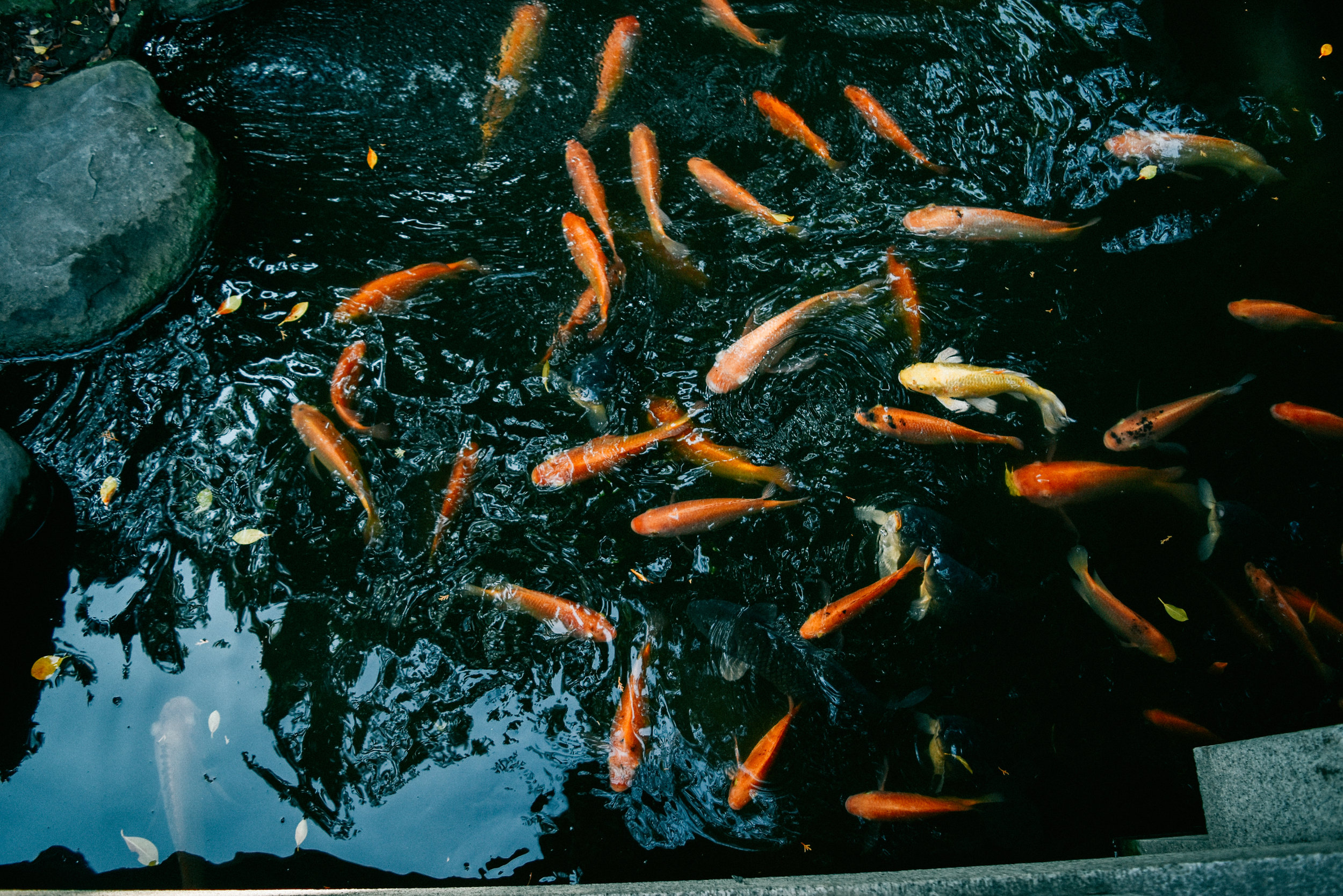 DSC_0198.jpg