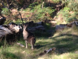 43 MINUTES FROM THE CENTRE OF MELBOURNE ...FREE AND WILD