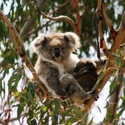 Koala.jpg