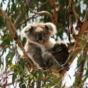 Koala.jpg