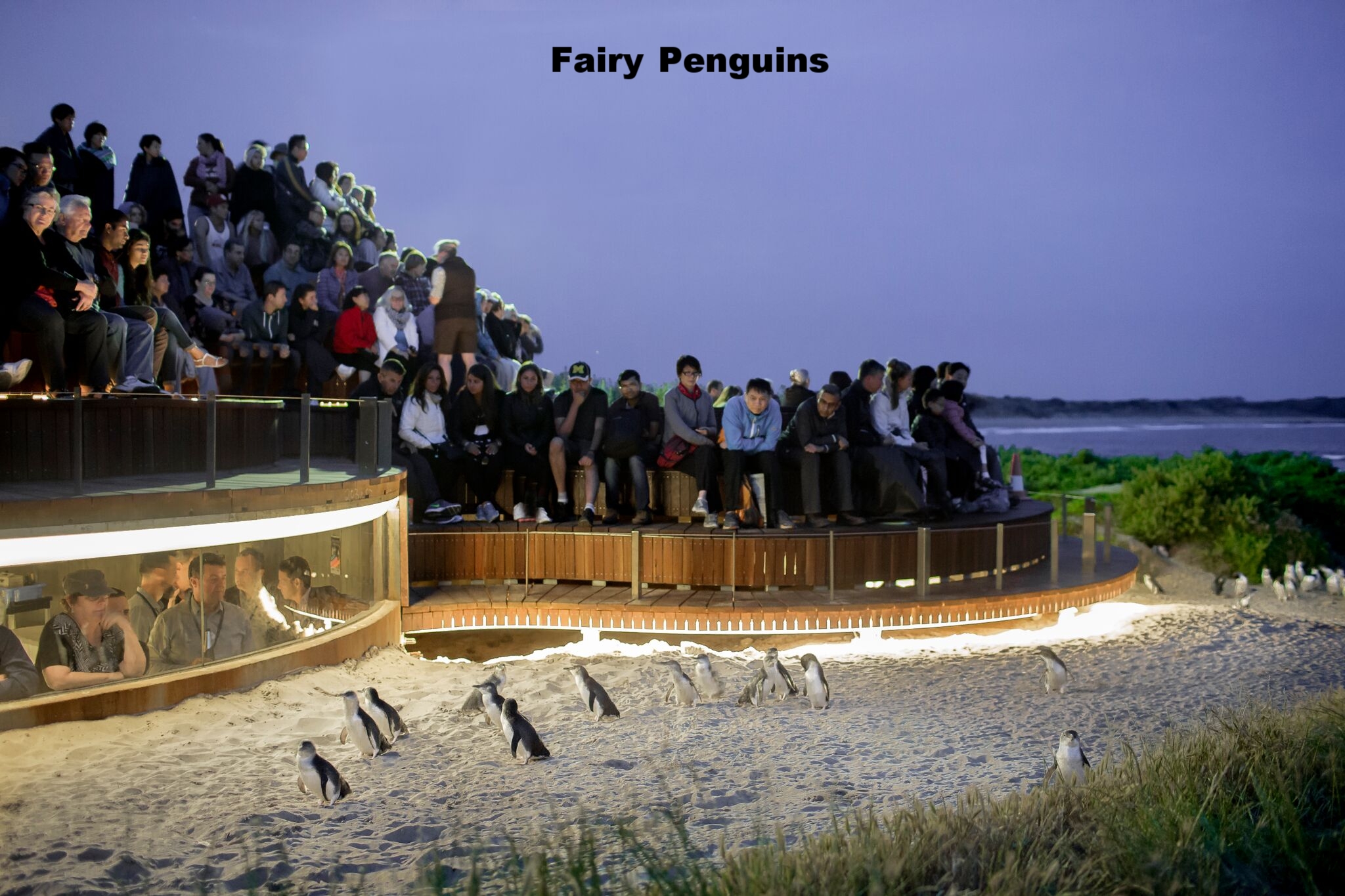 Penguins Plus.jpg