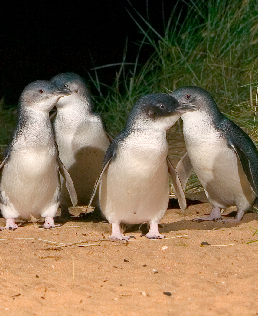 penguins.jpeg