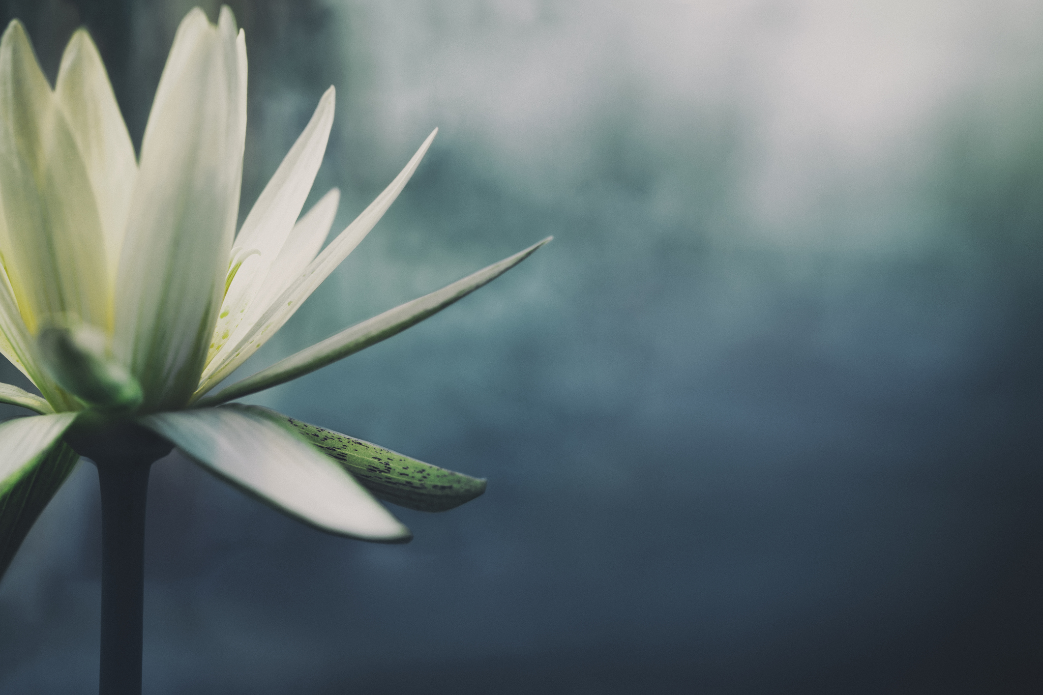 Clinical Aromatherapy & Holistic Therapies