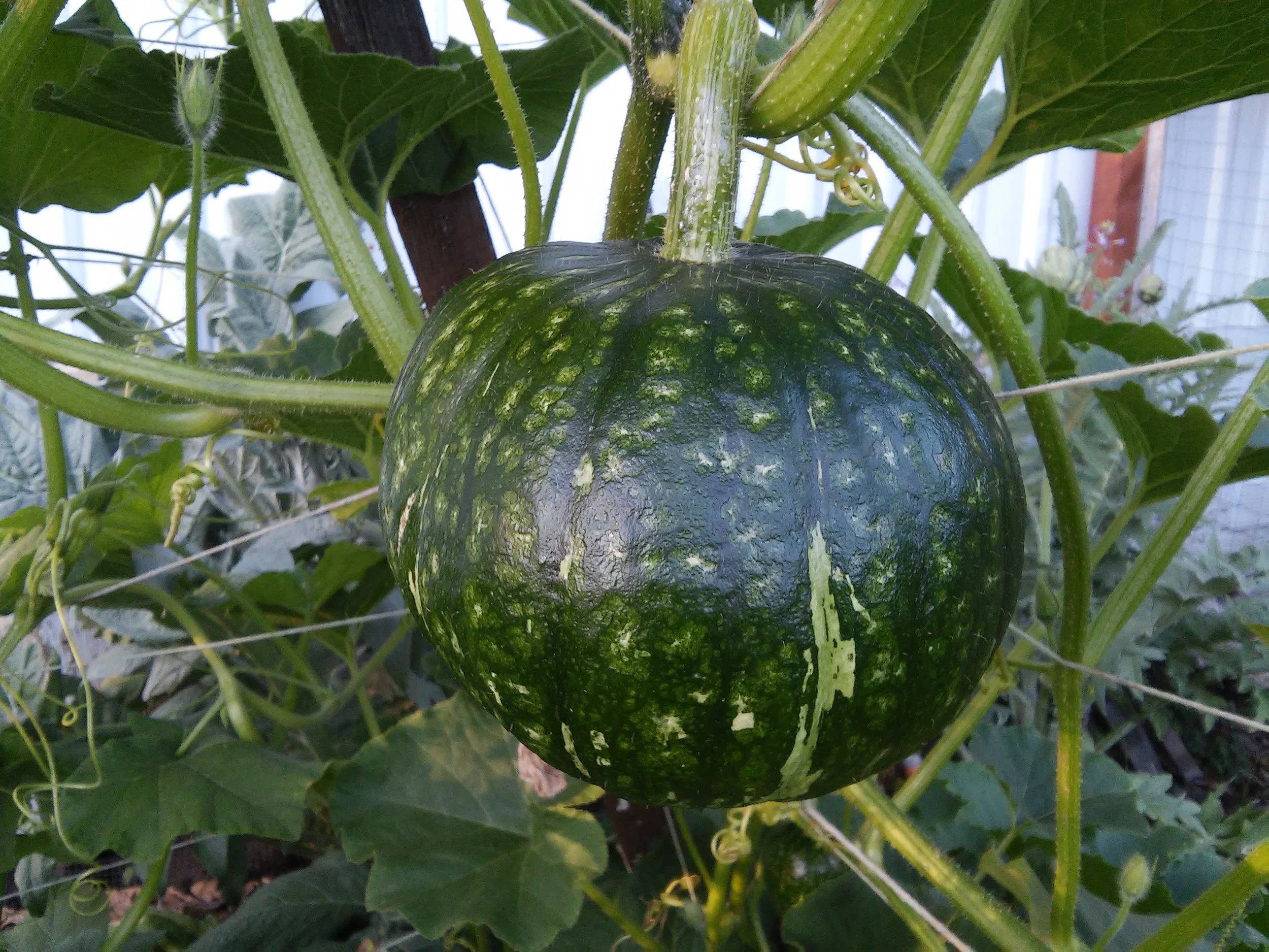 20160710_194736.jpg