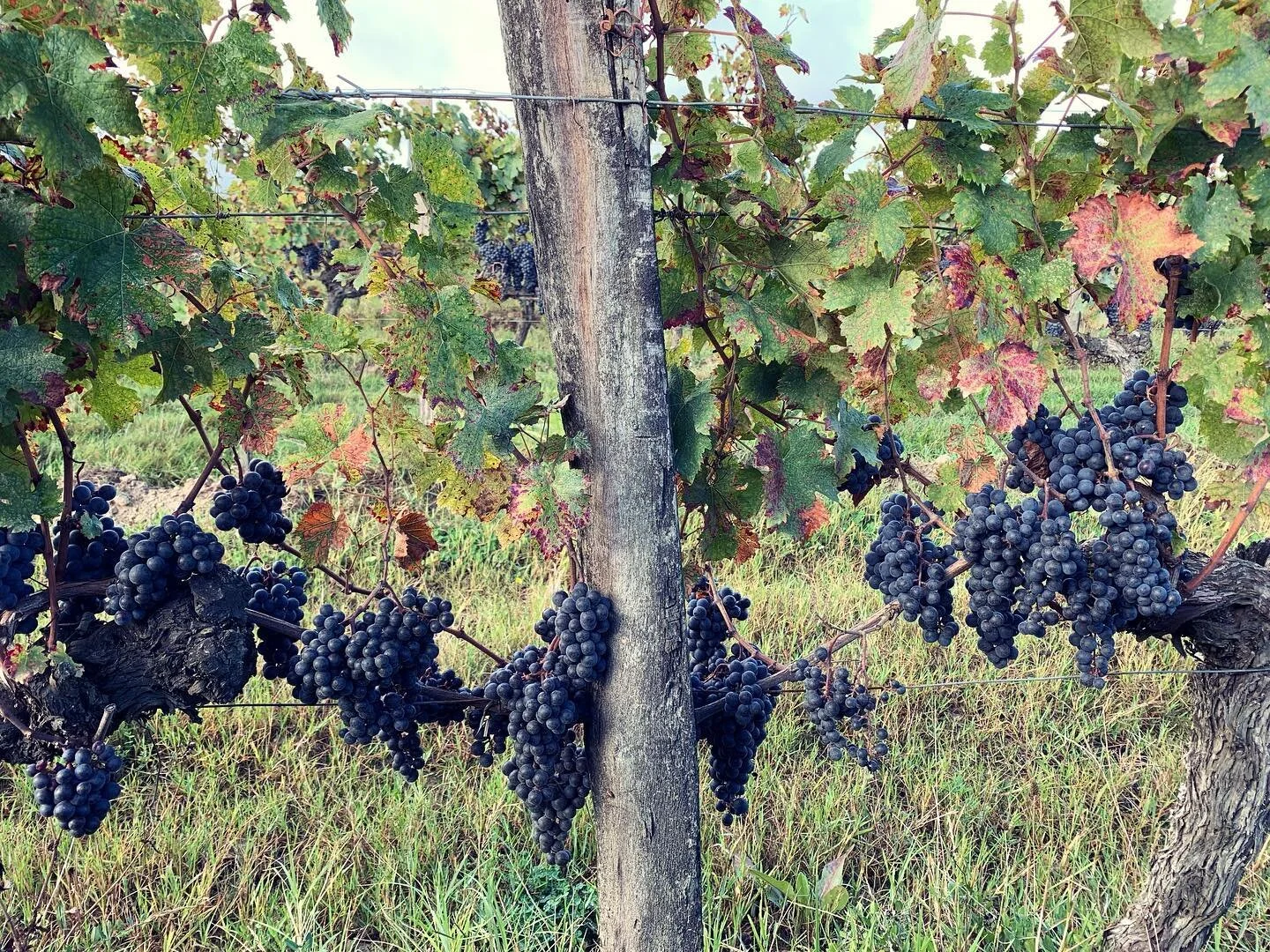 L’Aventure Nocturne is looking amazing! We picked the 2021 vintage today under very sunny conditions. βοΈππΏπ· #charivariwines #laventurenocturne #merlot #vendanges2021