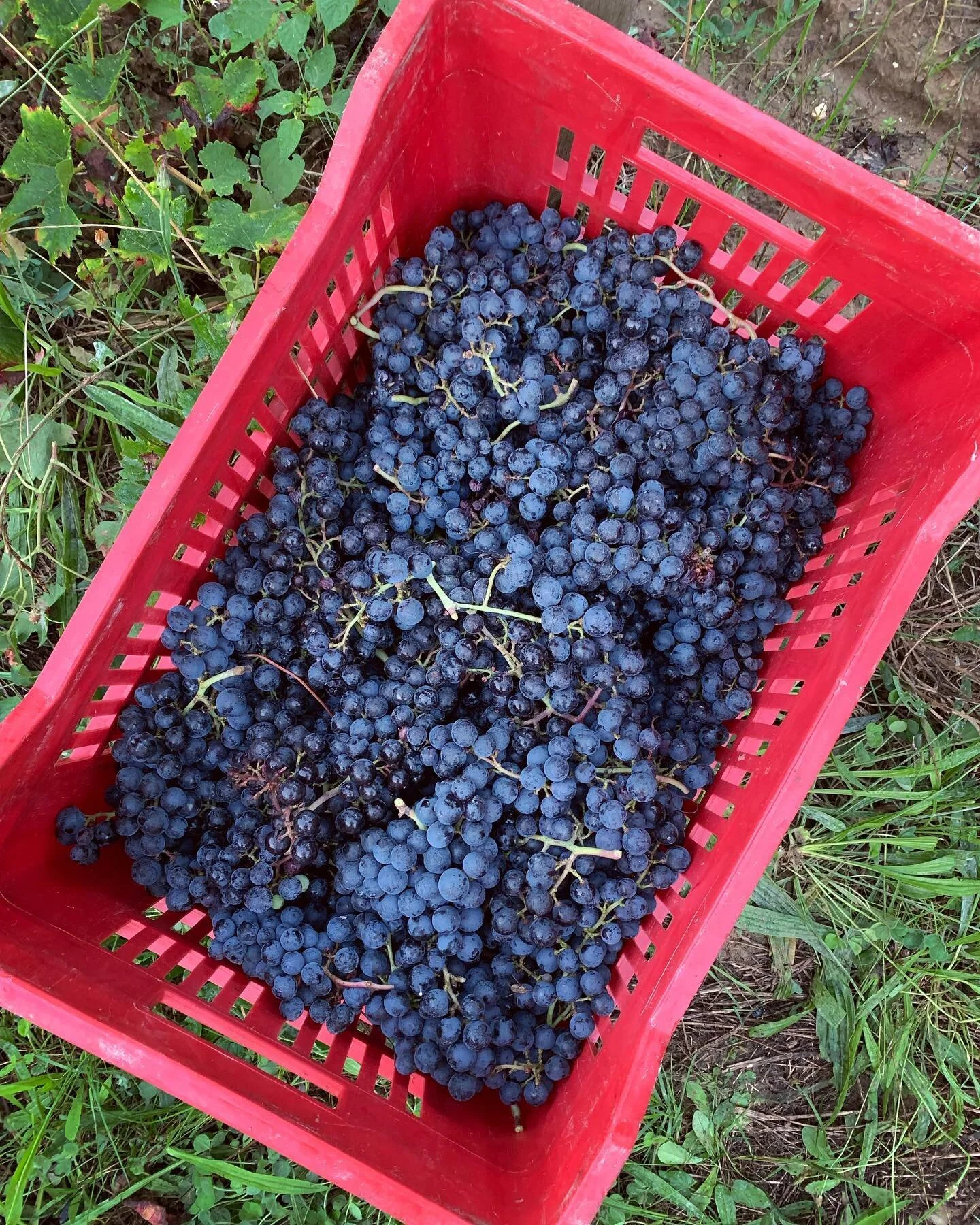 La Rose Sauvage 2021 is a 100% Malbec from our gravely parcel. We picked early to maintain the natural freshness of the grapes! Looking very promising, anyone up to a glass of rosé? π·πΏππΌπ #charivariwines #larosesauvage #vindefrance #vinna