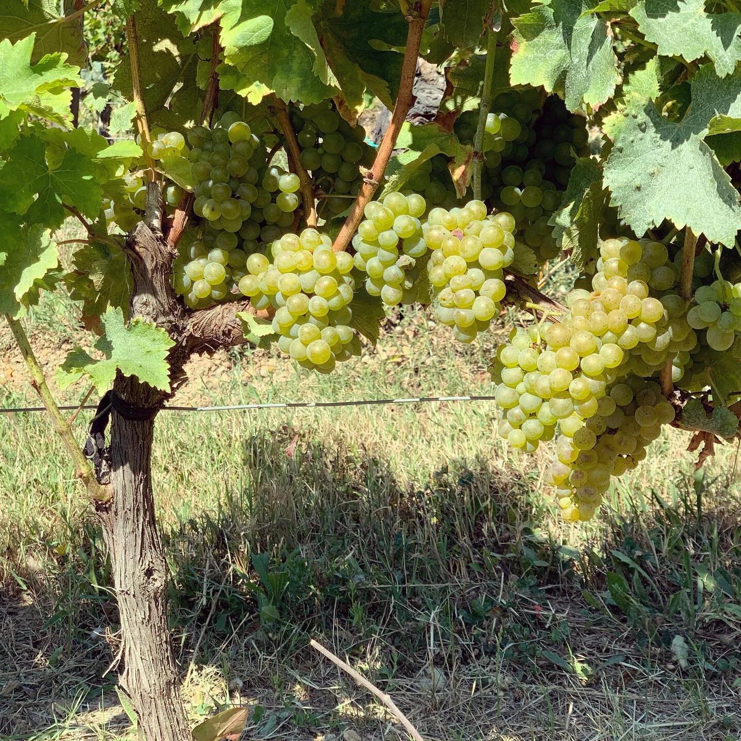 Beautiful Sauvignon Blanc grapes have been picked for Le Mystère Pétillant, Le Fruit Défendu and L’Amour Fragile 2021! The vintage is looking very promising and now we’re just waiting our Malbec and Merlot ripening fo