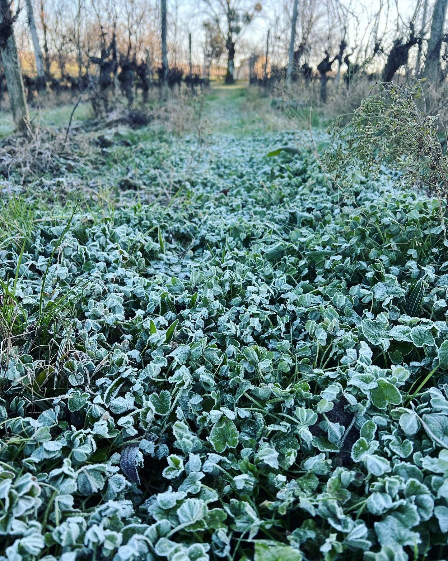 Our cover crops get frosty in the mornings. Best winter in Bordeaux for a long time! ππΌβοΈβοΈ #charivariwines #bordeauxwine #wintervineyard
