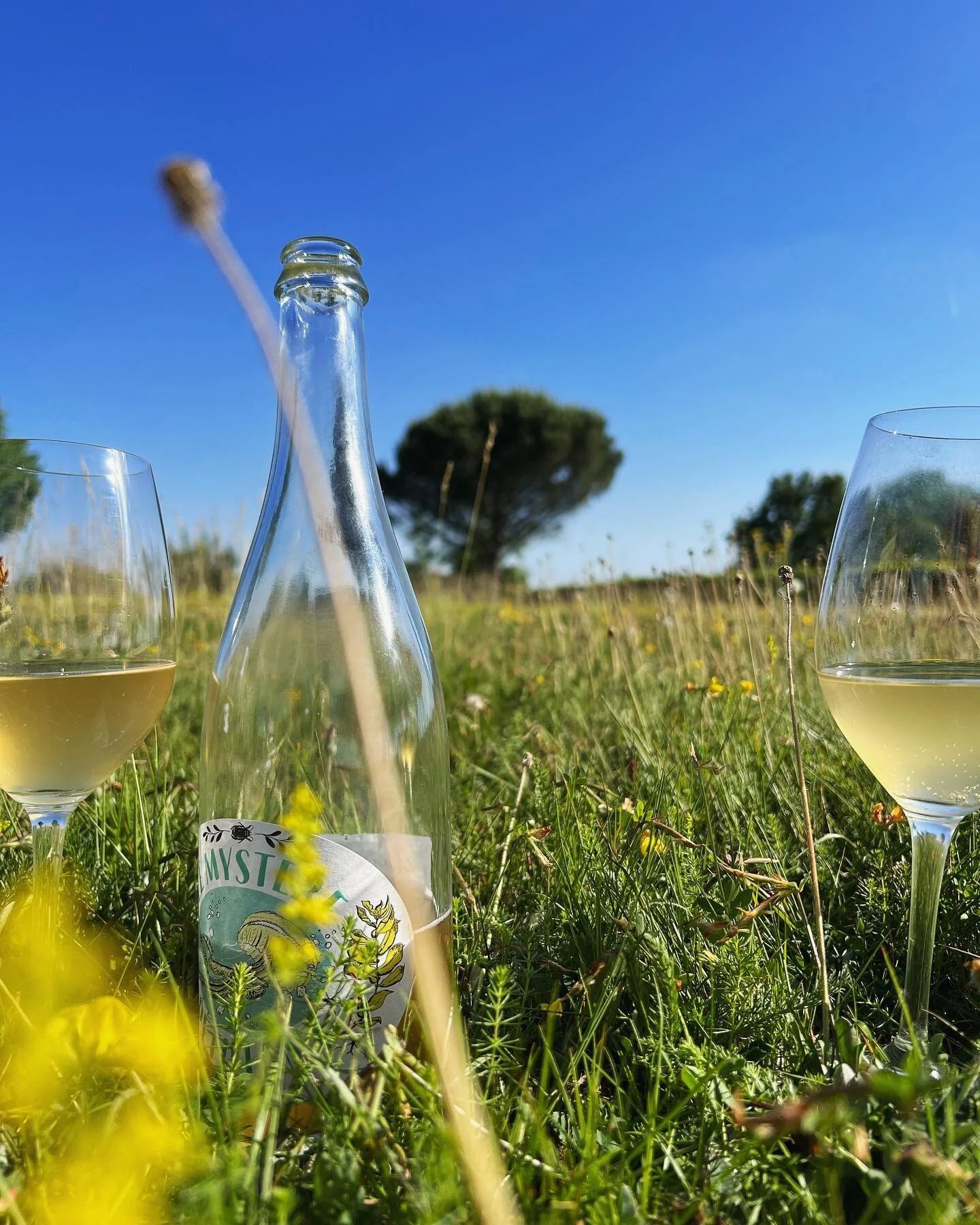 New vintage of our petnat is now available! Le Mystère Pétillant 2021 is a fresh and crispy Sauvignon Blanc with gentle bubbles. Perfect summer drink. πΎππ₯ #charivariwines #lemysterepetillant #petnat #petillantnaturel #cheerfulwinesfo