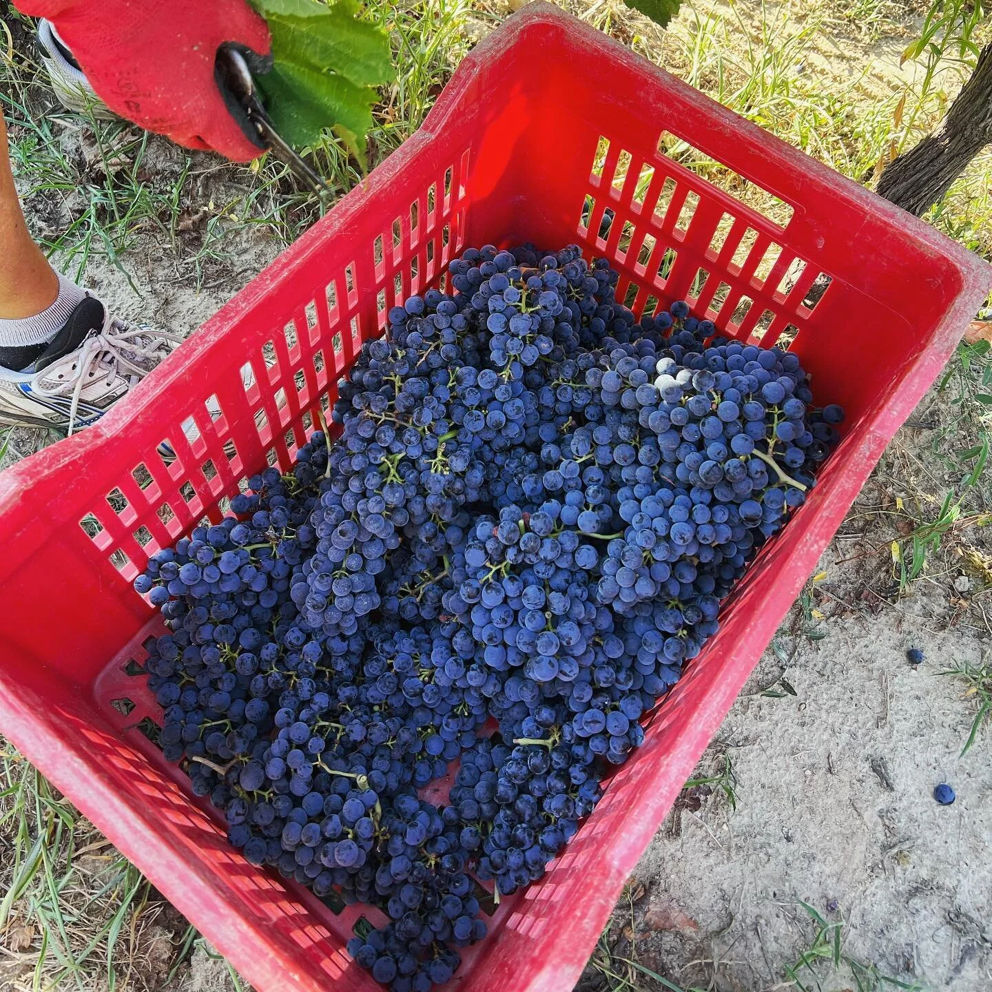 La Rose Sauvage 2022 in the making! The harvest harvest is going well and now all the whites & grapes for rosé are picked. Next week, reds! π±πͺπΌπ #rosé #vindesoif #organicwine #vinbio